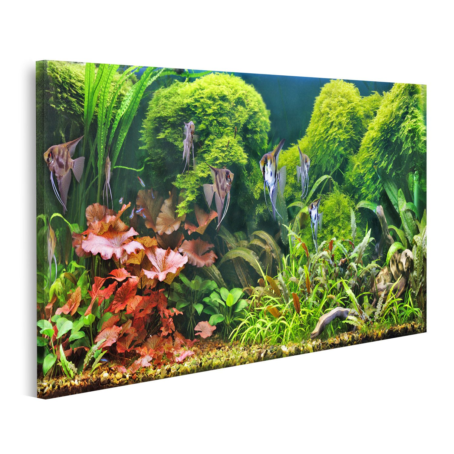 Leinwandbild Dekoratives Aquarium Skalare Bilder