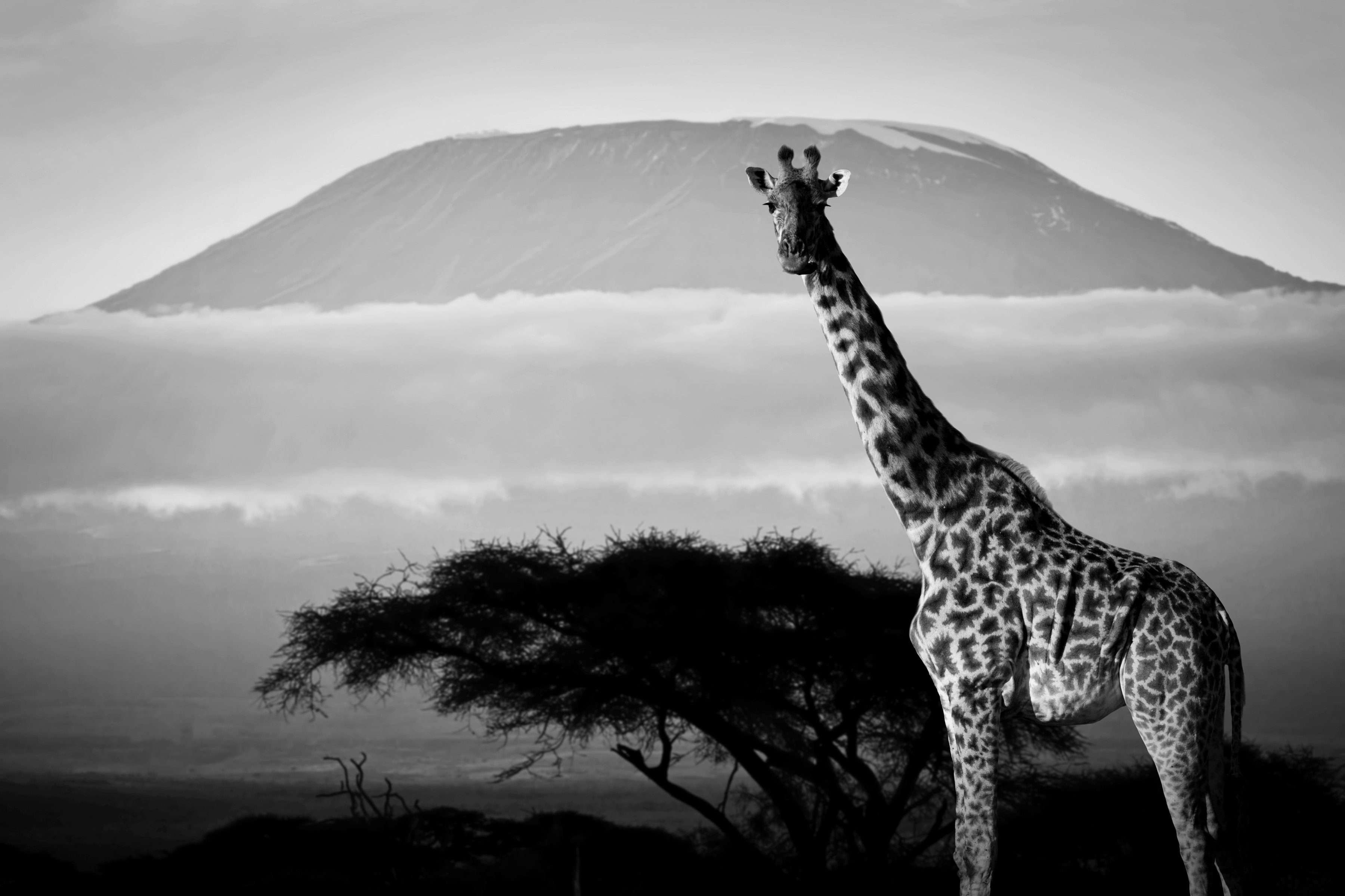 Papermoon Schwarz Weiß Fototapete Giraffe & mit Landschaft