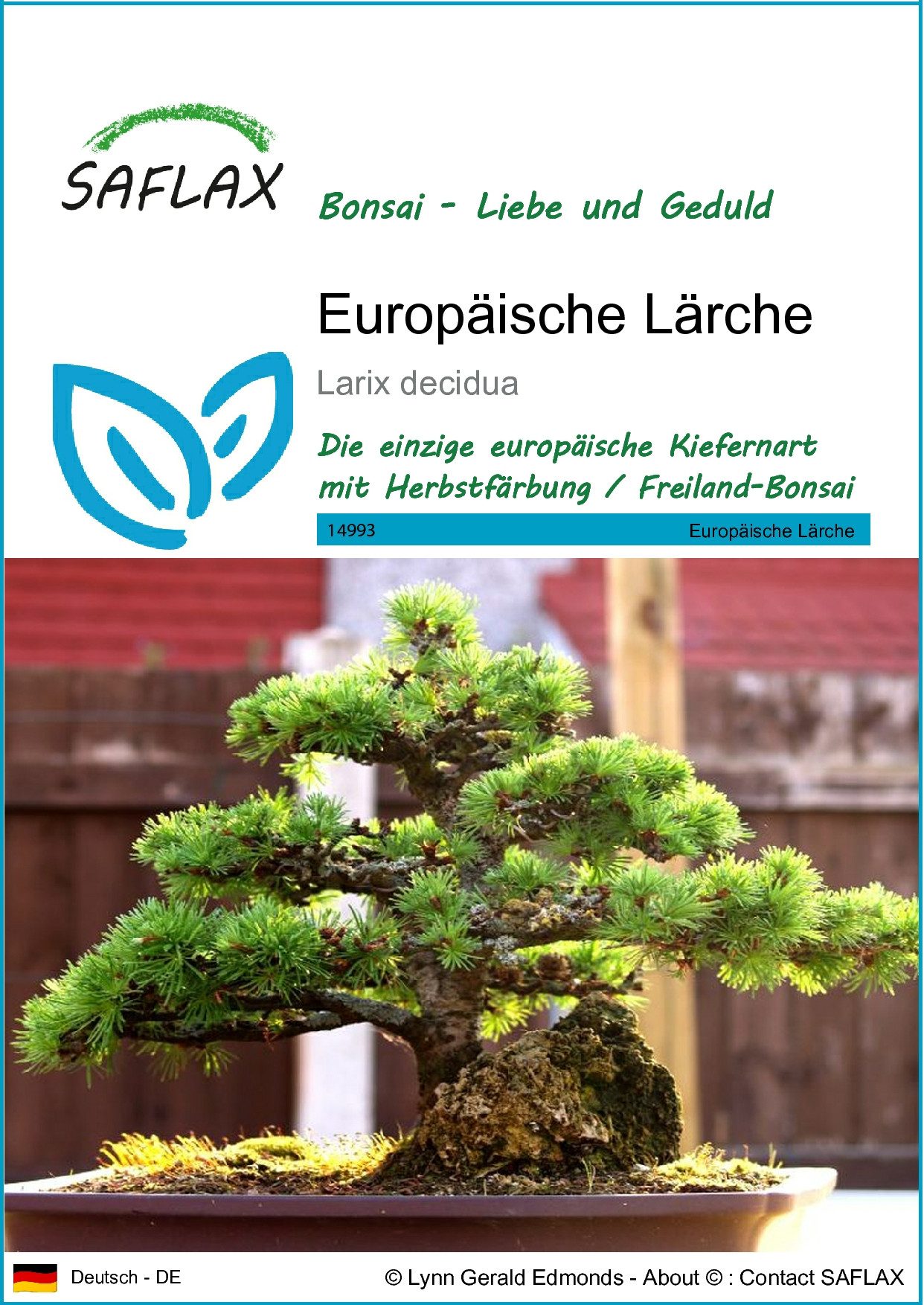 Blumensamen SAFLAX - Samen - Europäische Lärche