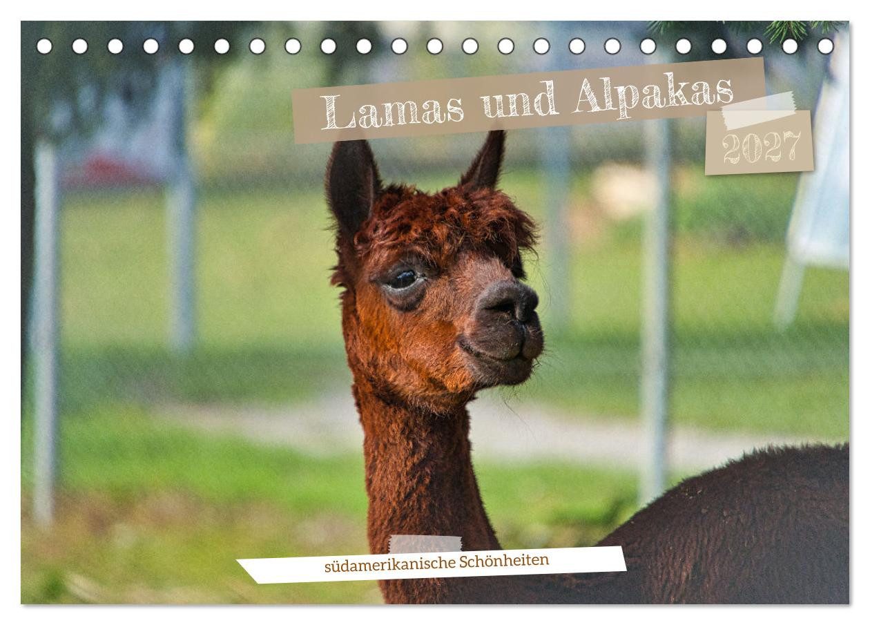 CALVENDO Wandkalender Lamas und Alpakas - südamerikanische Schönheiten (Tischkalender 2027 D