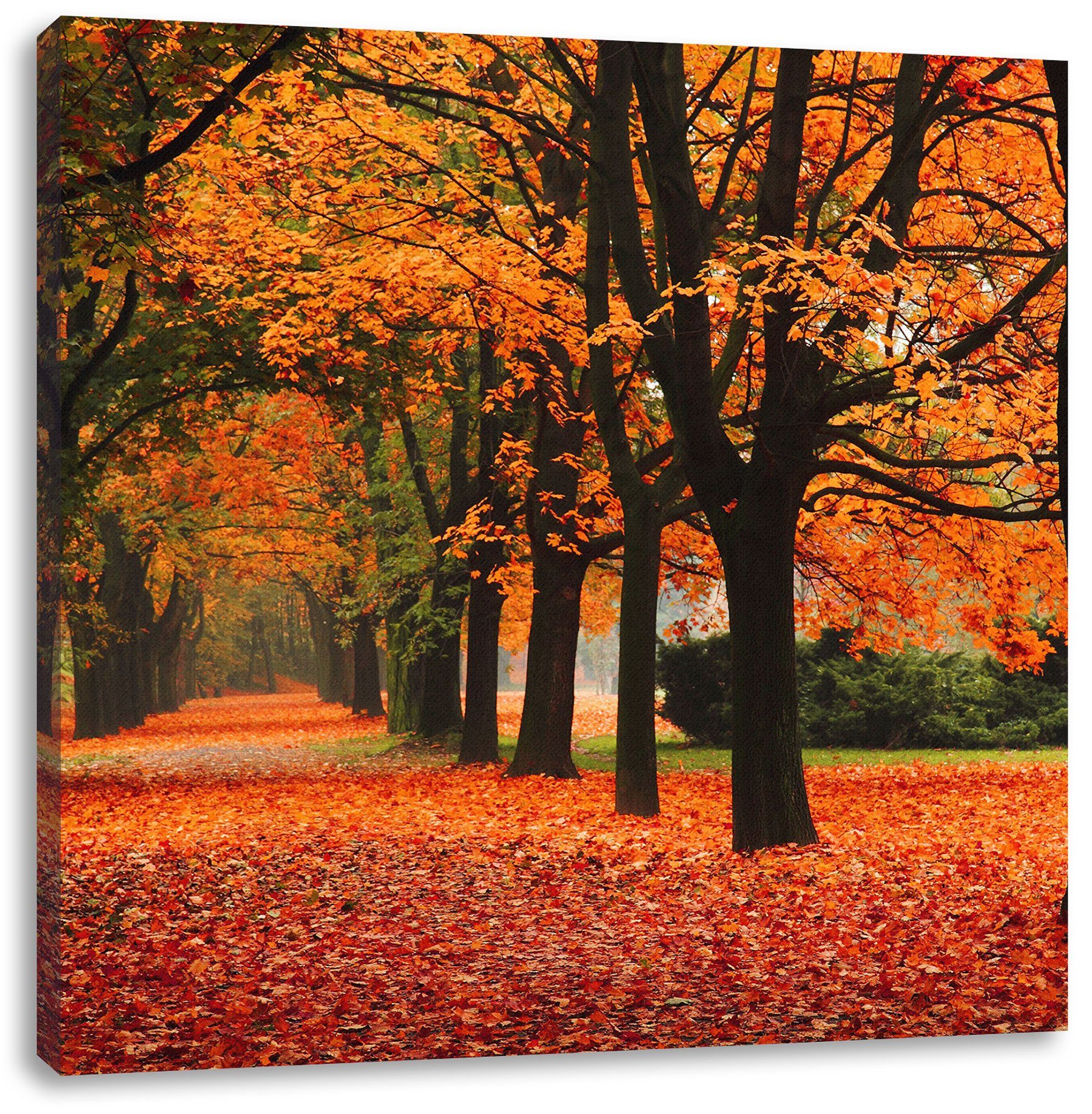 fertig Leinwandbild Pixxprint Herbst Zackenaufhänger Herbst, (1 St), inkl. bespannt, Baumallee Leinwandbild Baumallee im im