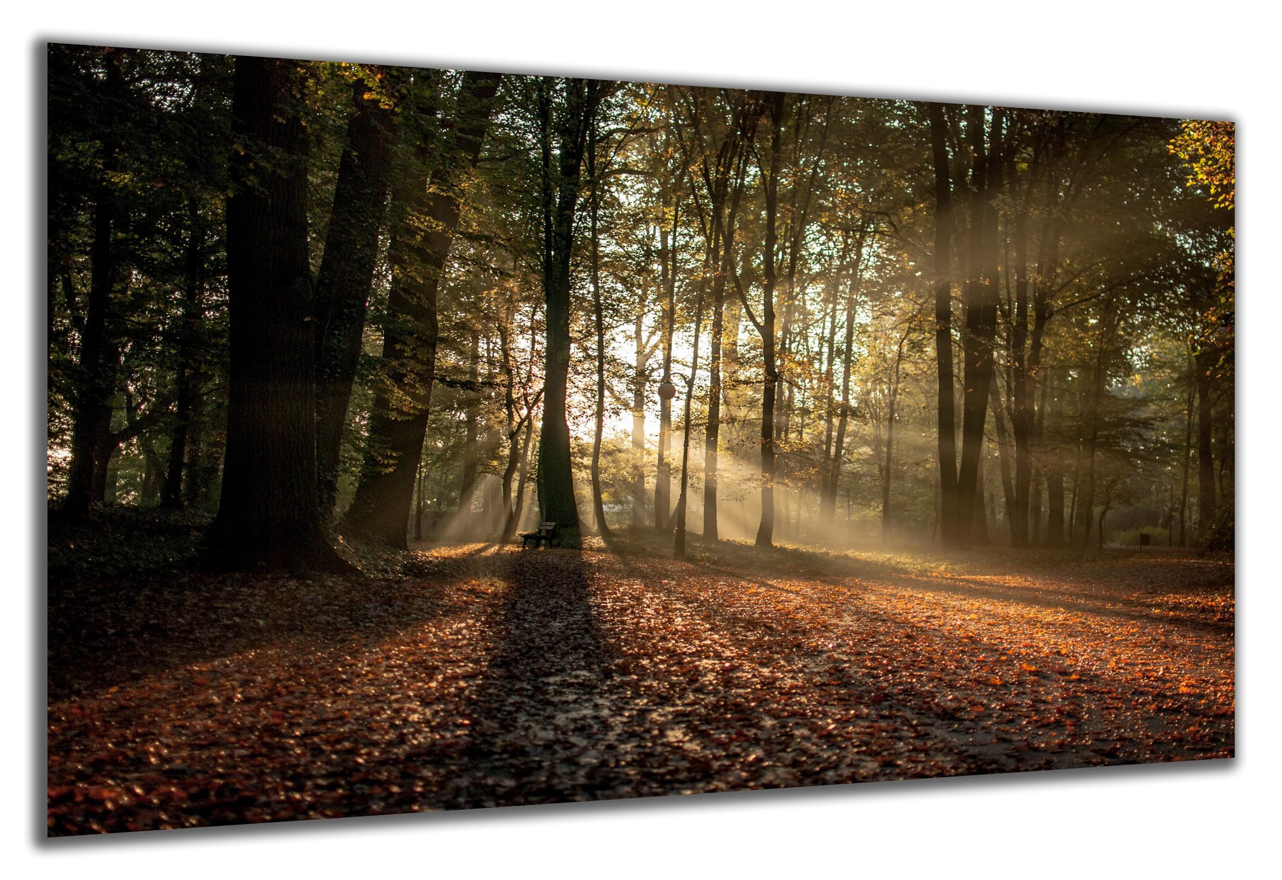 DARO Design Wandbild Wald Bäume Wandbilder Wand Deko Bilder Geschenk Leinwandbild, (Park Herbst Wald Bank - Bild klein Wohnzimmer Schlafzimmer Büro Flur Esszimmer Einteilig Querformat Fotodruck Wald & Bäume), 30x20 cm