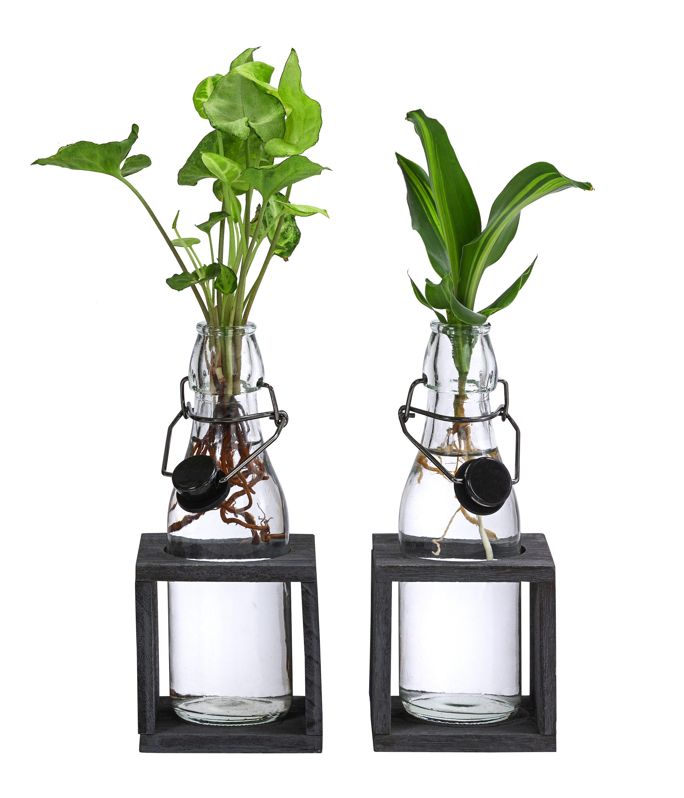 Dehner Zimmerpflanze Waterplant 2 teiliges Set, Purpurtute und Drachenbaum, günstig online kaufen