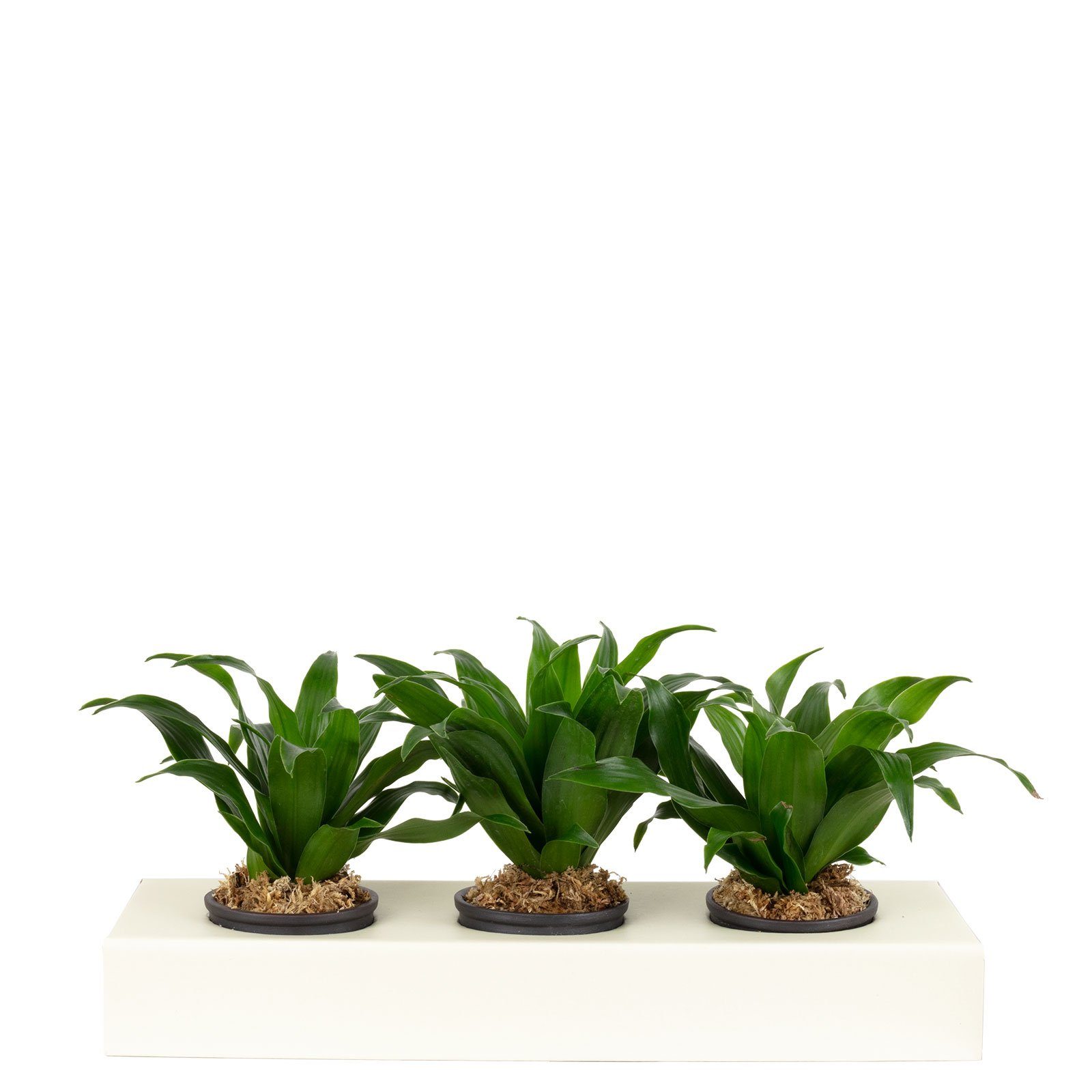 Flowerbox Wanddekoobjekt Karton-Flowerbox Sweet 3 - günstig online kaufen