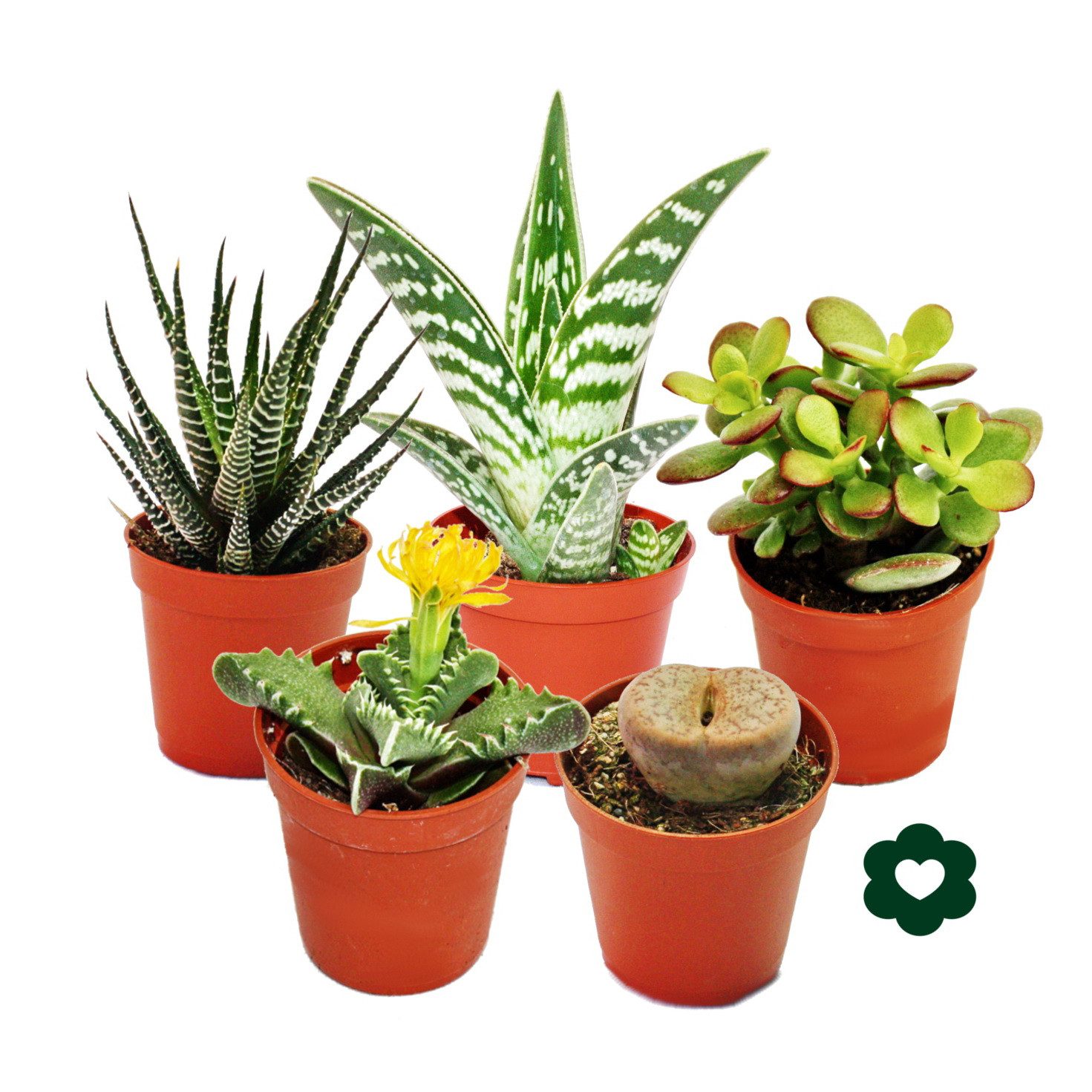 Exotenherz Kaktus 5 verschiedene Sukkulenten 5,5cm Topf im Set