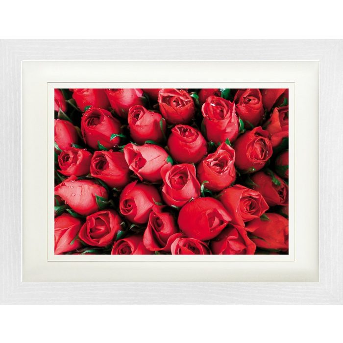 1art1 Bild mit Rahmen Rosen - Rote Rosen Blütenmeer