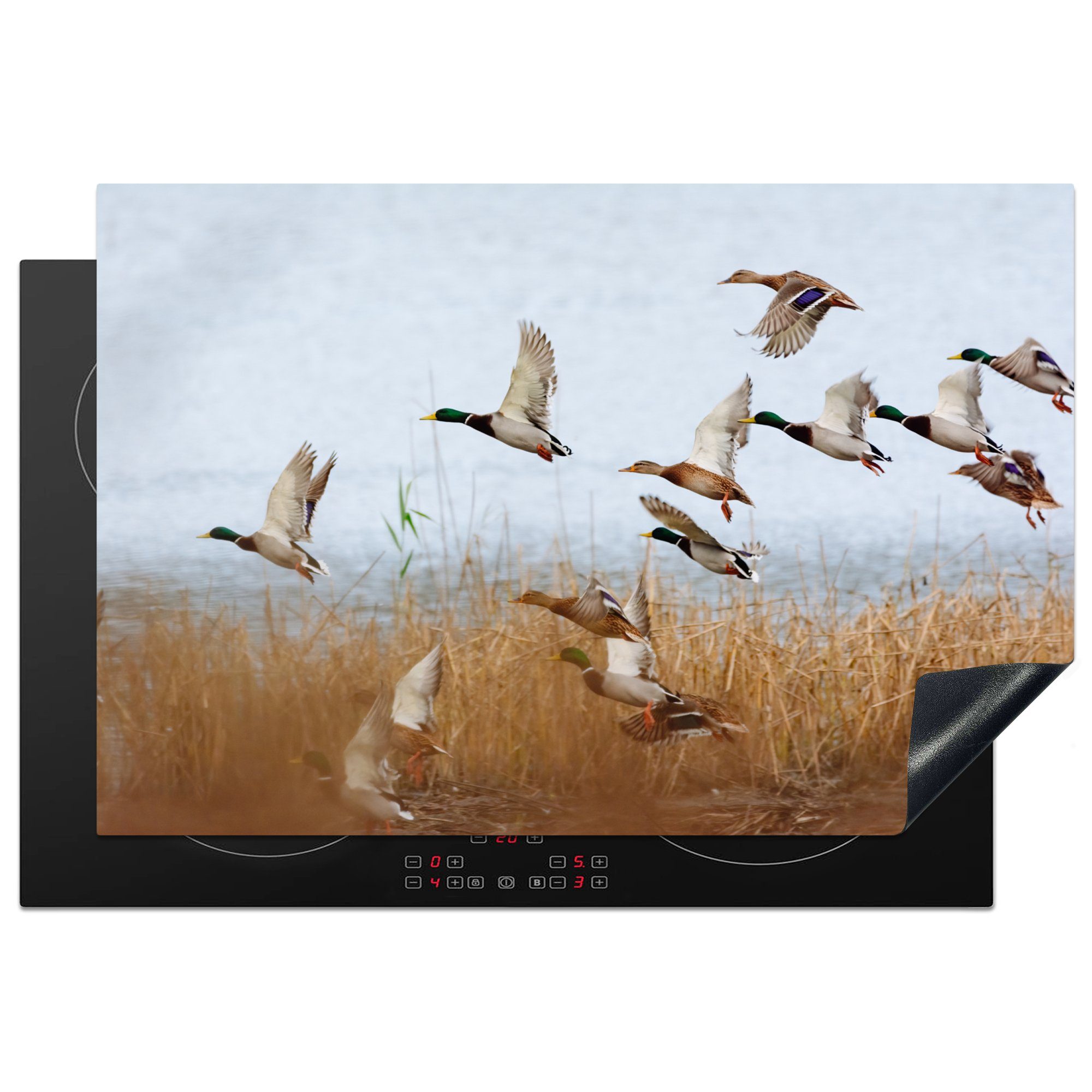 MuchoWow Herdblende-/Abdeckplatte Ente - Vogel - Schilf - Wasser - Enten, Vinyl, (1 tlg), 77x51 cm, Ceranfeldabdeckung, Arbeitsplatte für küche