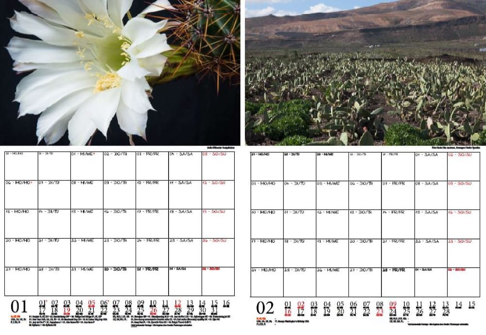 Thumbnail - Seelenzauber Wandkalender Kakteenzauber Wand- Planer Kalender für 2025 DIN A4 Kakteen Blüten