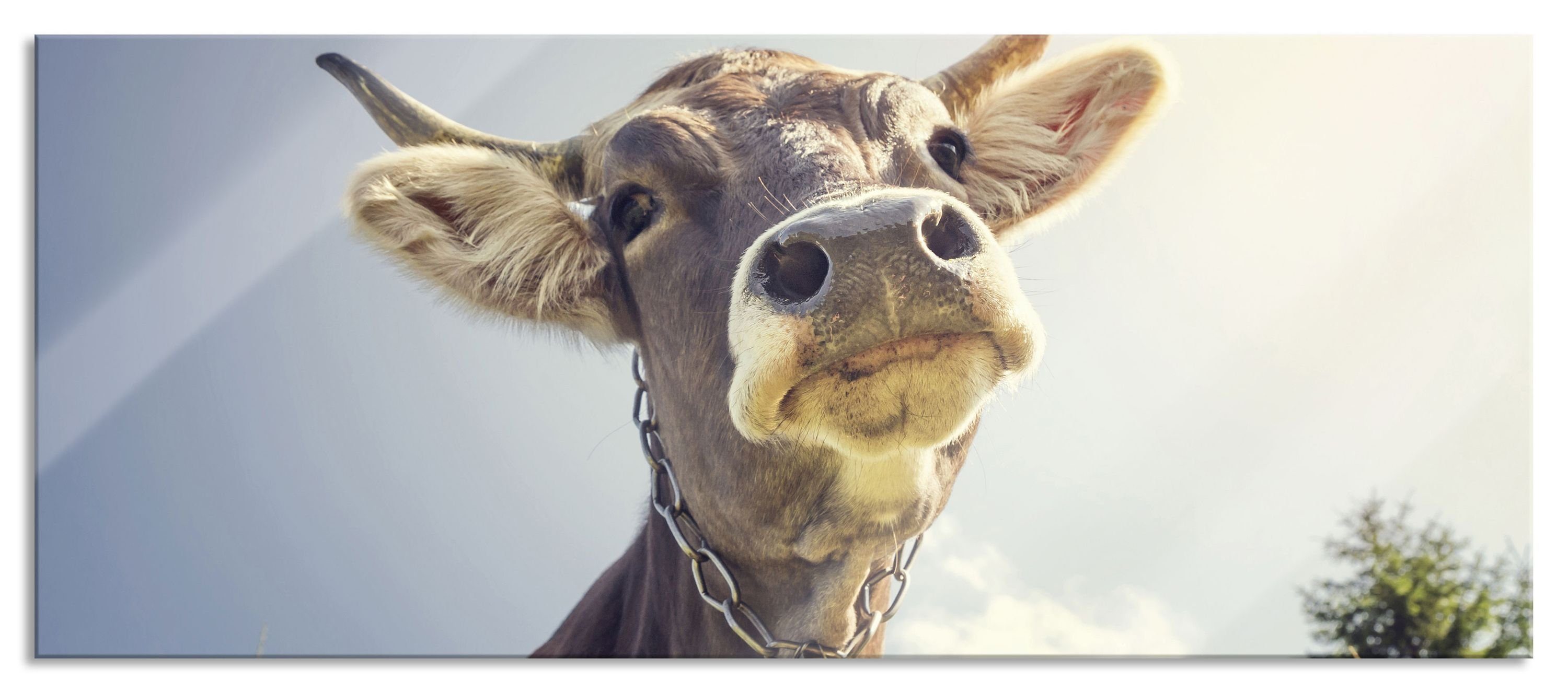 Pixxprint Glasbild Lustiges Portrait einer Kuh, Lustiges Portrait einer Kuh (1 St), Glasbild aus Echtglas, inkl. Aufhängungen und Abstandshalter