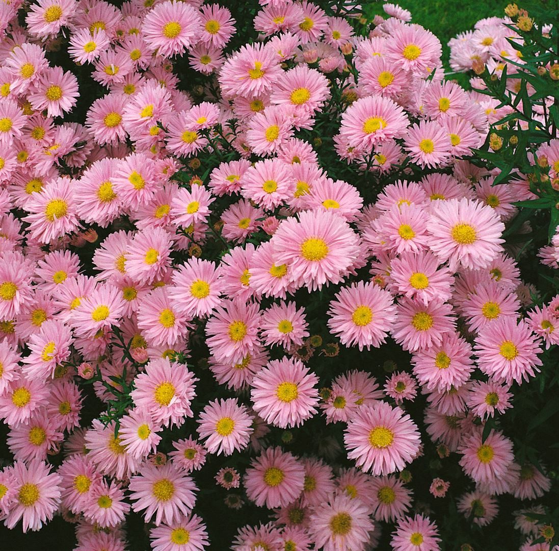 Pflanzen für Dich Staude Aster novi-belgii Patricia Ballard, 1 St., Glattblatt-Aster, Neubelgien-Aster