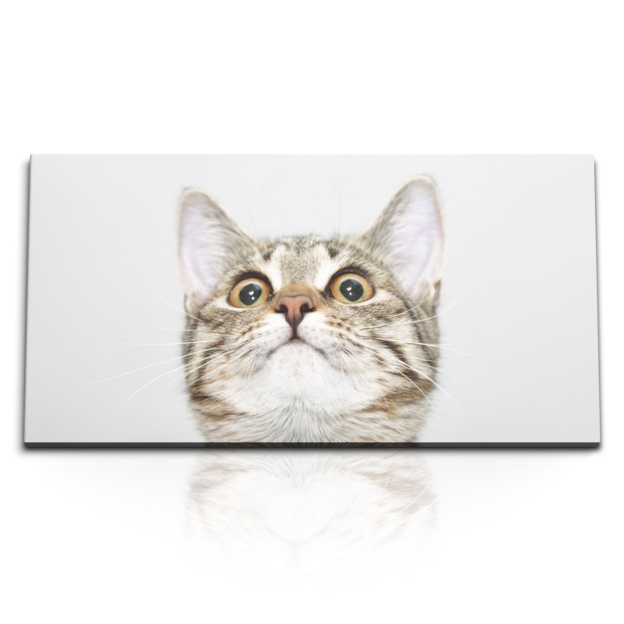 Leinwandbild Kunstdruck Bilder 120x60cm Katze Kater Hauskatze Tierfotografie Lustig