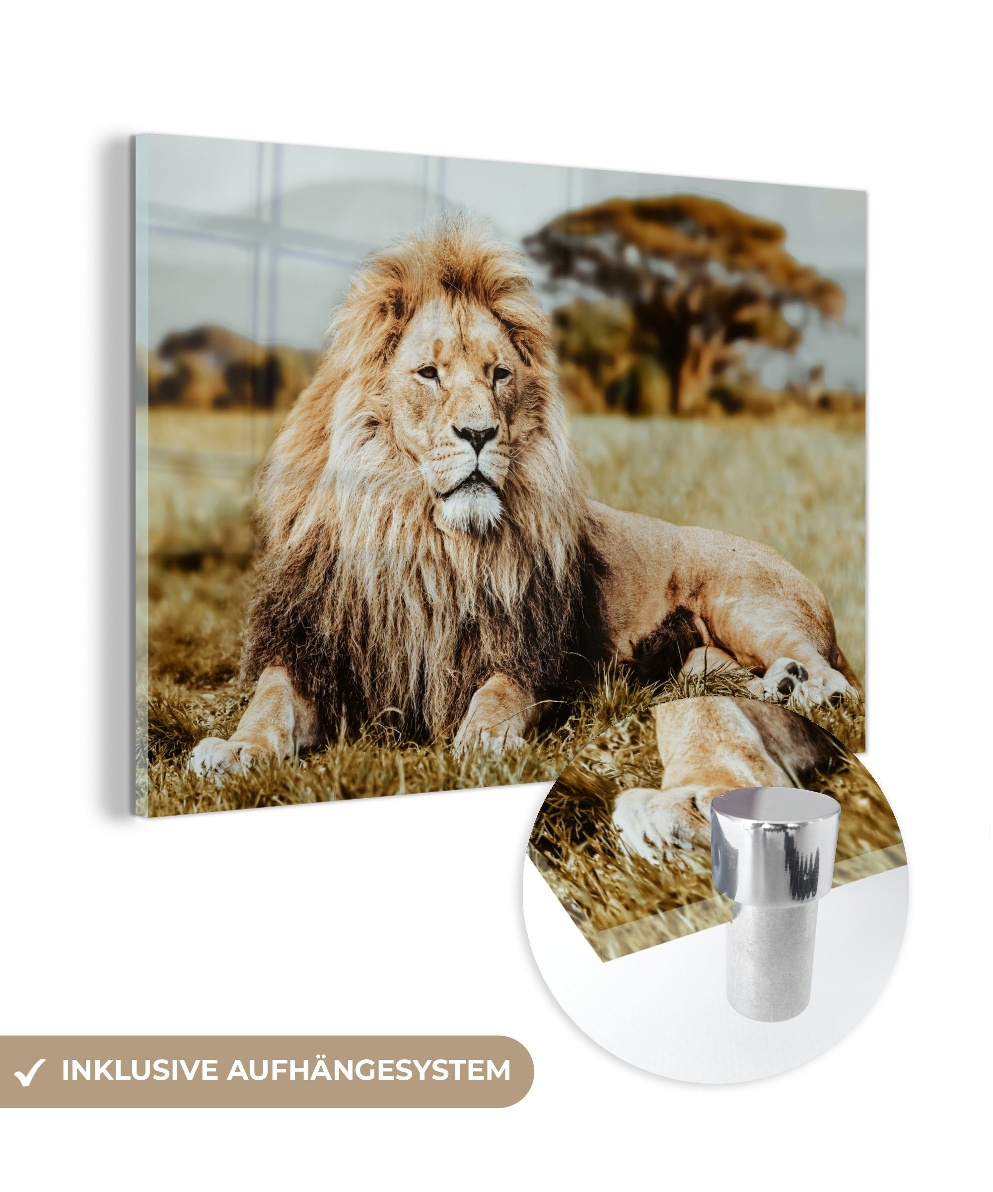MuchoWow Acrylglasbild Löwen auf Bilder Foto - - - Wandbild Glas (1 Glasbilder St), Afrika, - Wild Wanddekoration - Glas auf