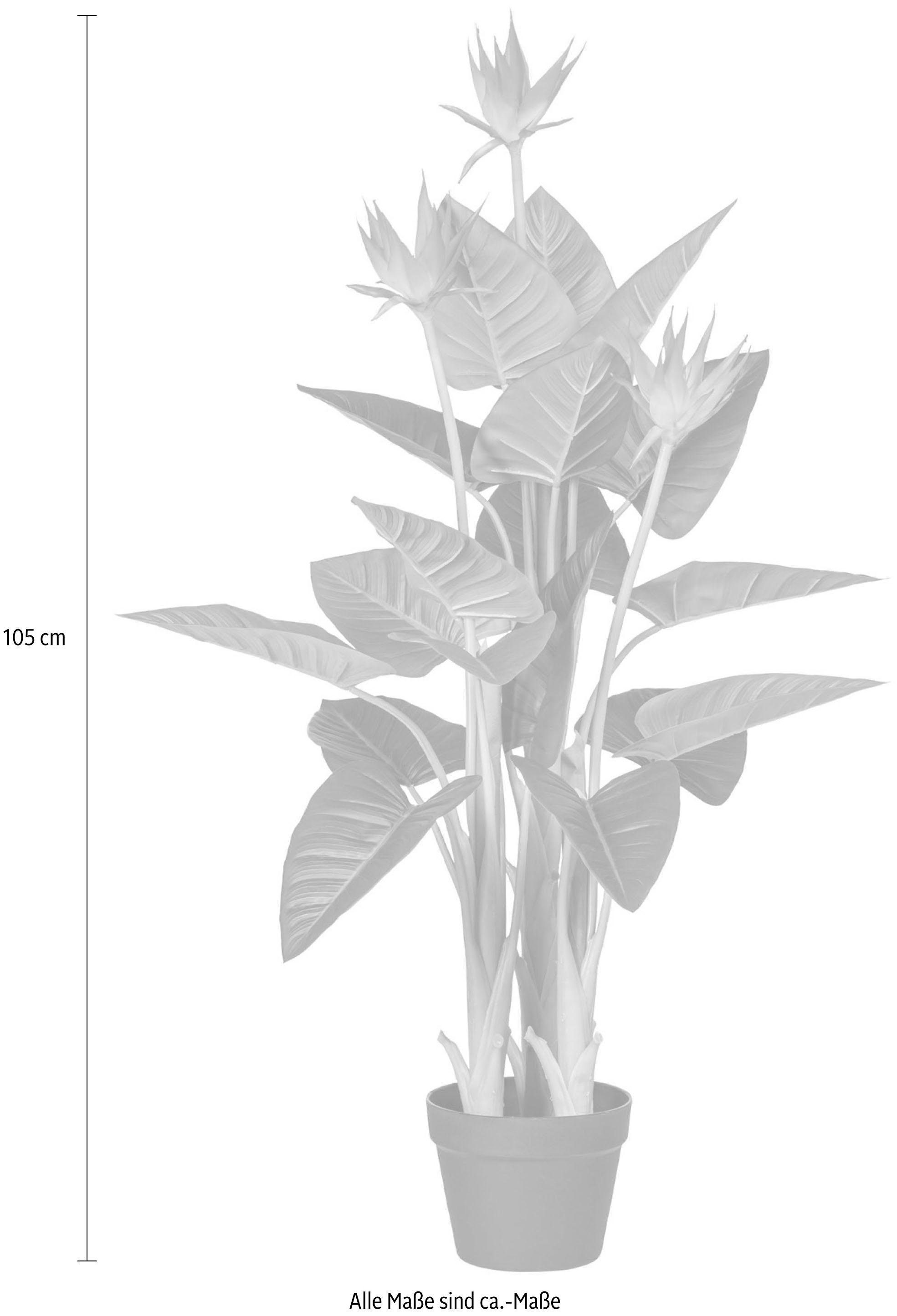 Kunstpflanze Guzmania, Creativ green, Höhe 105 günstig online kaufen