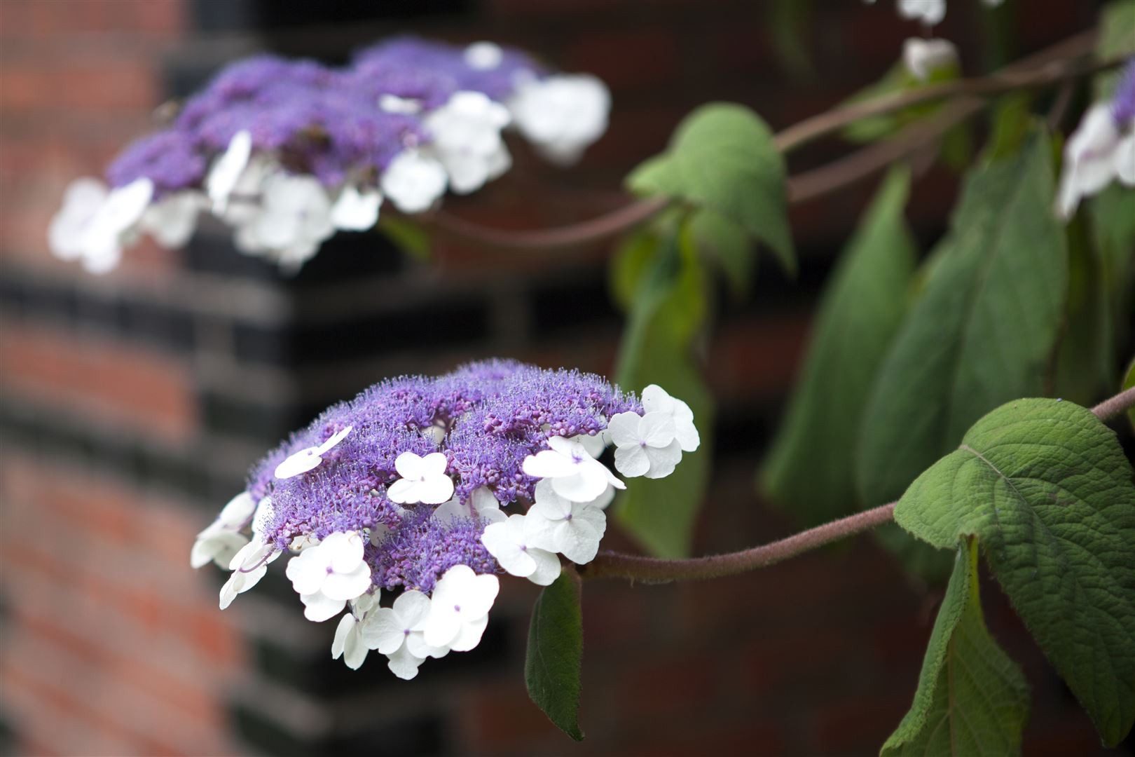 Pflanzen für Dich Gehölze Hydrangea aspera Macrophylla, 1 St., Raue Hortensie, Samthortensie