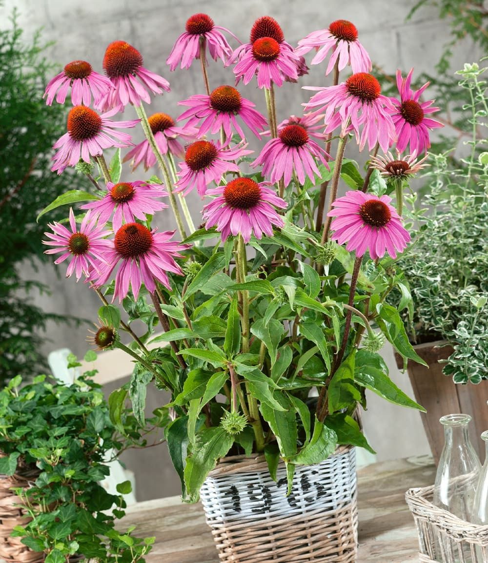 BALDUR Garten Staude Echinacea purpurea, 3 St., Medizinpflanze, lange Blütezeit, bienenfreundlich, winterhart