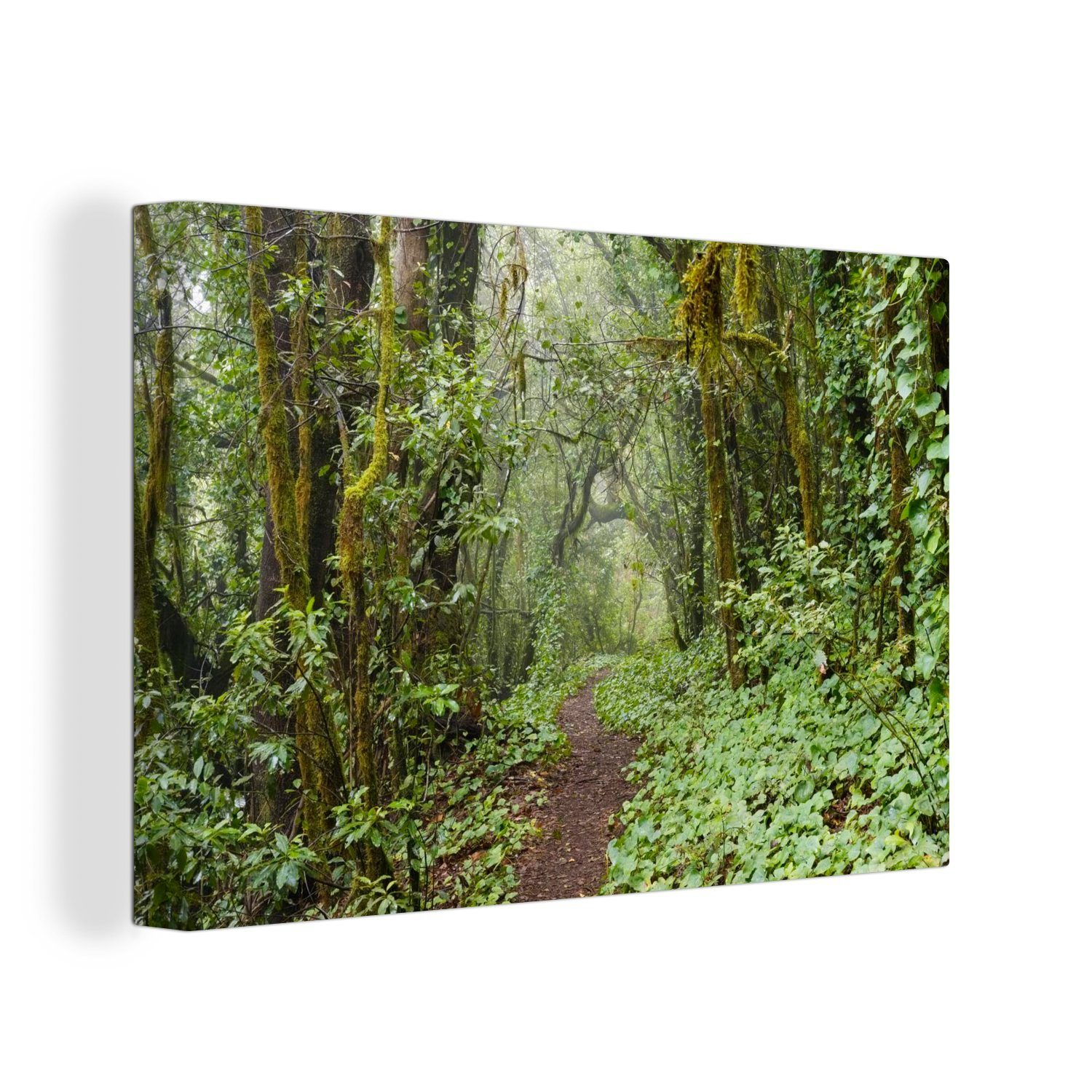 OneMillionCanvasses® Leinwandbild Pfad Wanddeko, des auf durch Aufhängefertig, die St), Wälder cm Leinwandbilder, Nationalparks Garajonay 30x20 (1 Wandbild Teneriffa