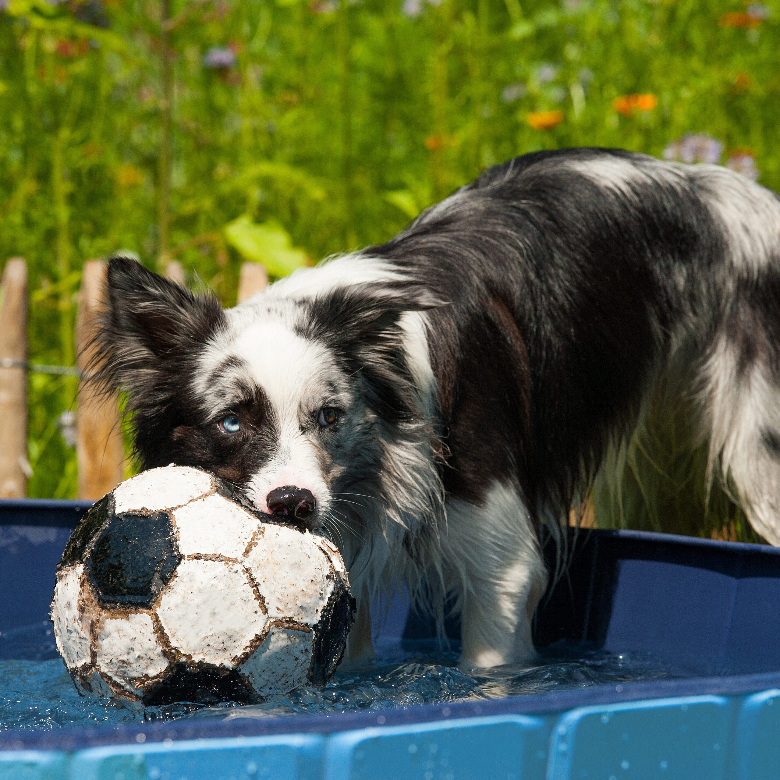 relaxdays Hundepool Blauer Hundepool, (1-tlg), L