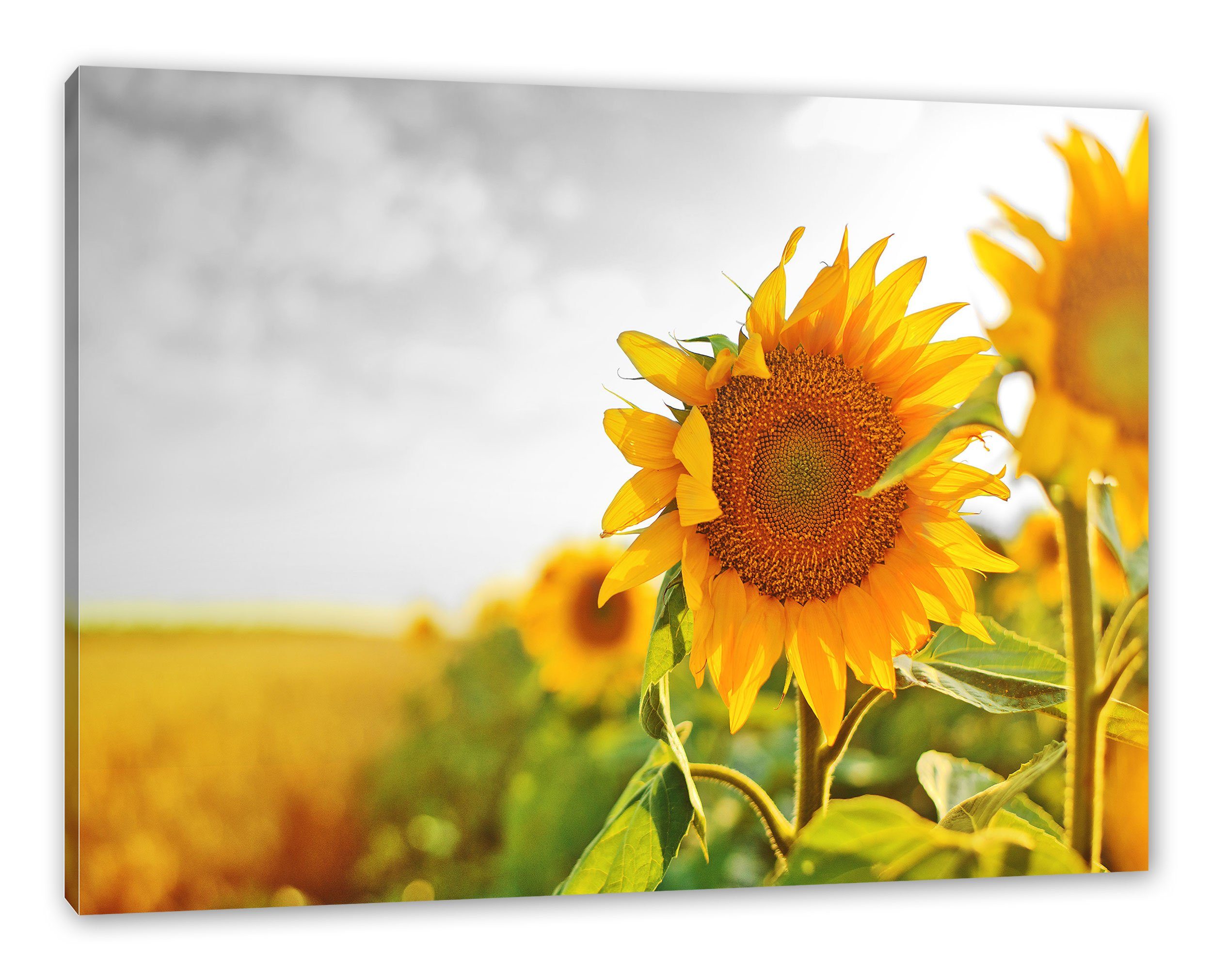 Pixxprint Leinwandbild Nahaufnahme einer Sonnenblume, Nahaufnahme einer Sonnenblume (1 St), Leinwandbild fertig bespannt, inkl. Zackenaufhänger