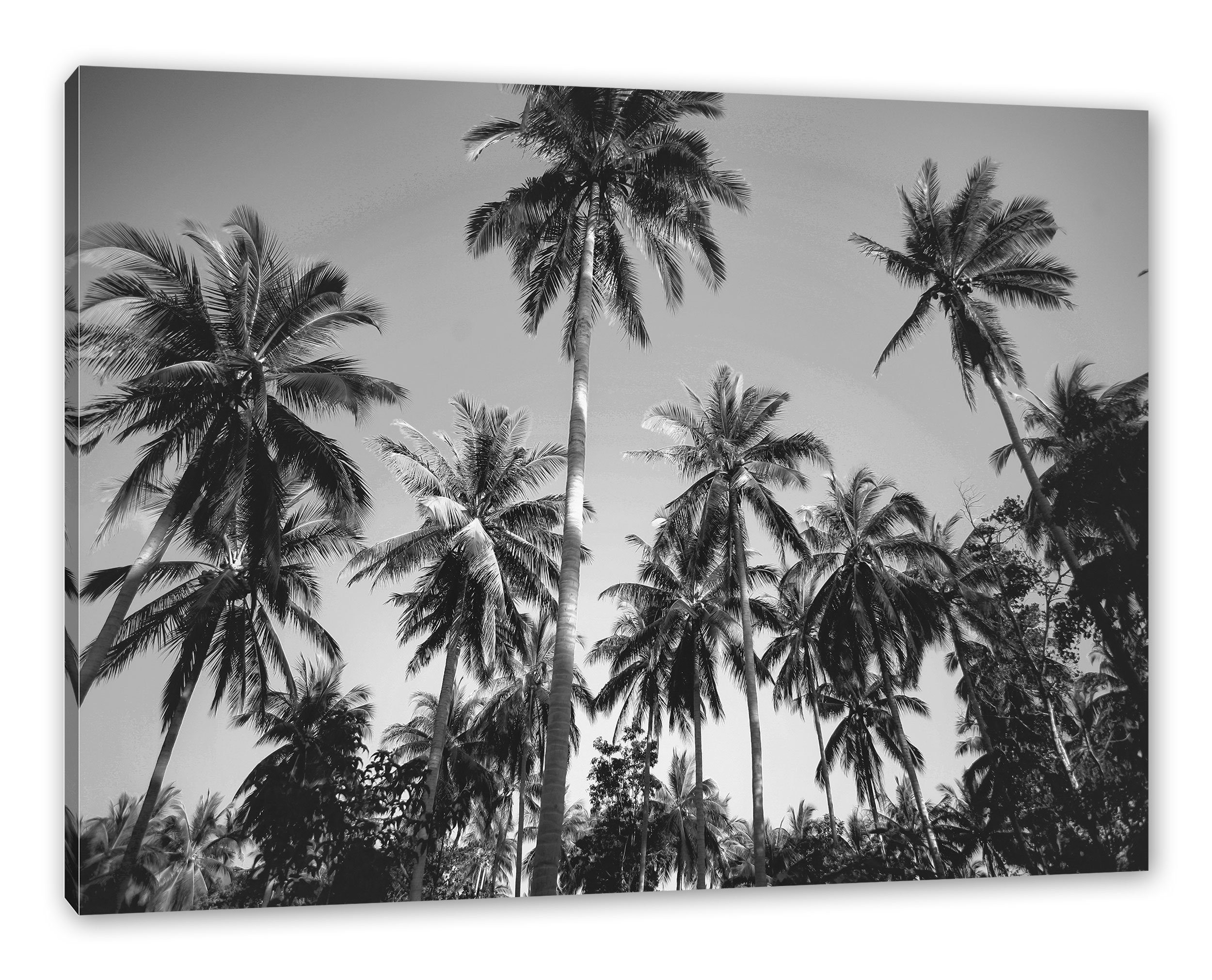 Pixxprint Leinwandbild Tropische Palmen Kunst B&W, günstig online kaufen