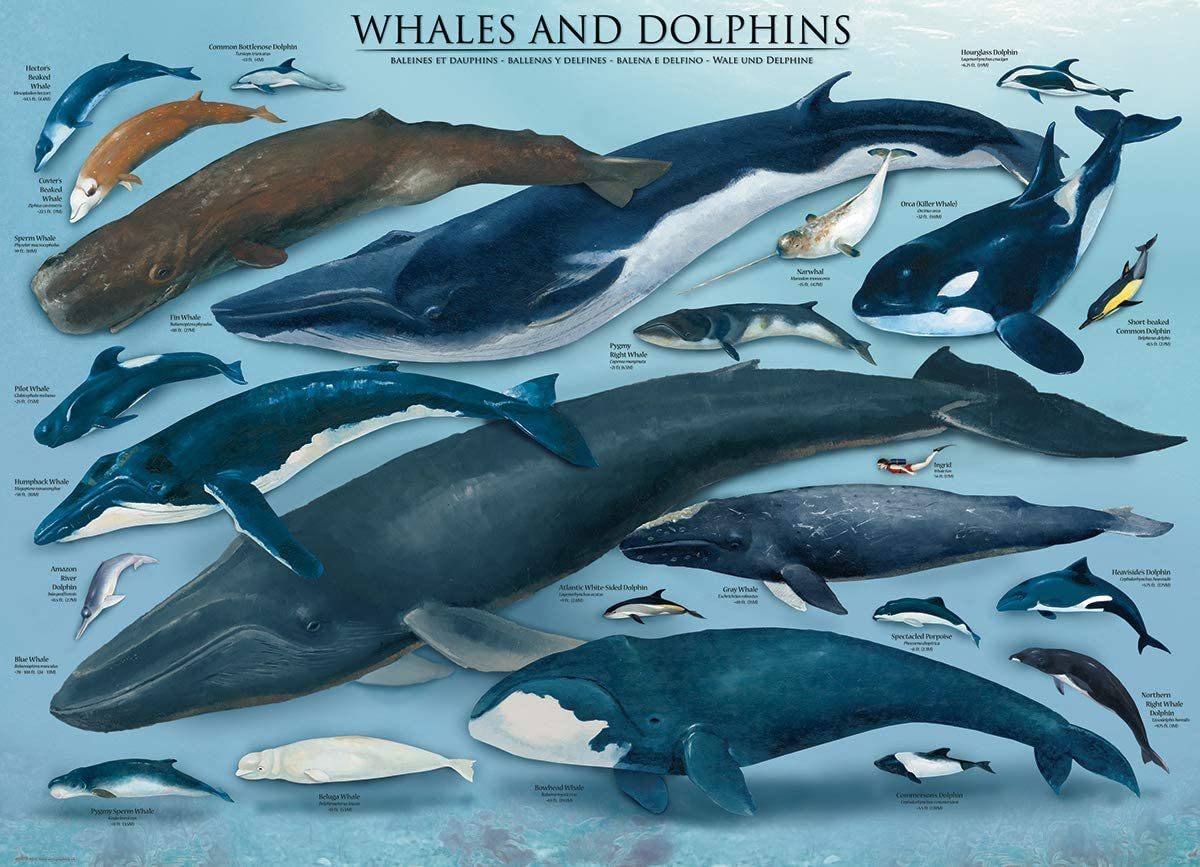 empireposter Puzzle Wunder des Meeres - Wale und Delphine - 1000 Teile  Puzzle im Format 68x48 cm, Puzzleteile