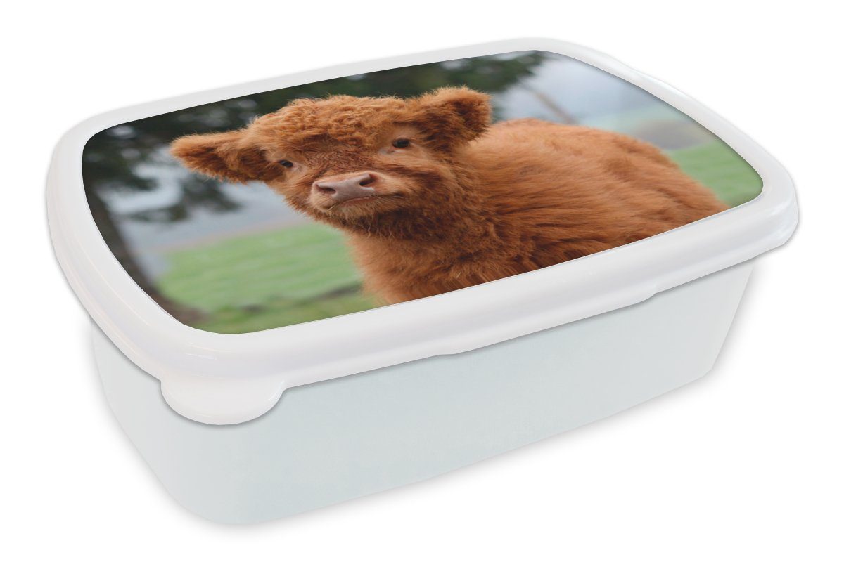 MuchoWow Lunchbox Scottish Highlander - Kalb - Gras, Kunststoff, (2-tlg), Brotbox für Kinder und Erwachsene, Brotdose, für Jungs und Mädchen weiß