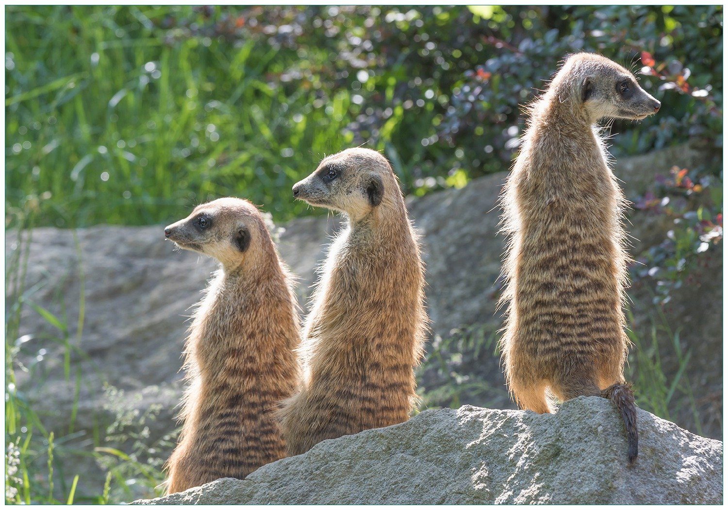 Vliestapete Erdmännchen im Sonnenschein