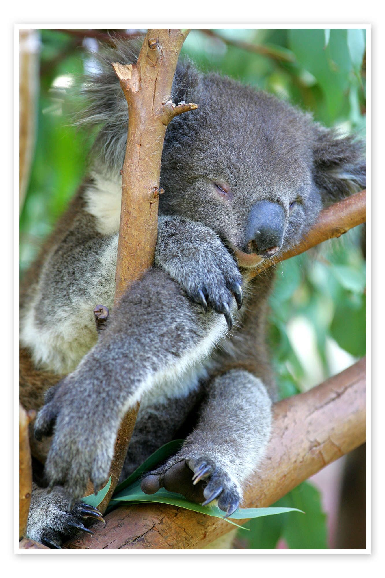 Posterlounge Poster Editors Choice, Schlafender Koalabär, Fotografie