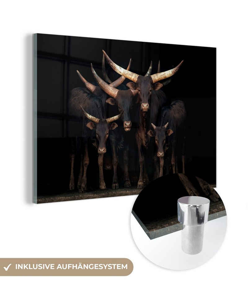 MuchoWow Acrylglasbild Kühe - Watussi - Schwarz, (1 St), Glasbilder - Bilder auf Glas Wandbild - Foto auf Glas - Wanddekoration