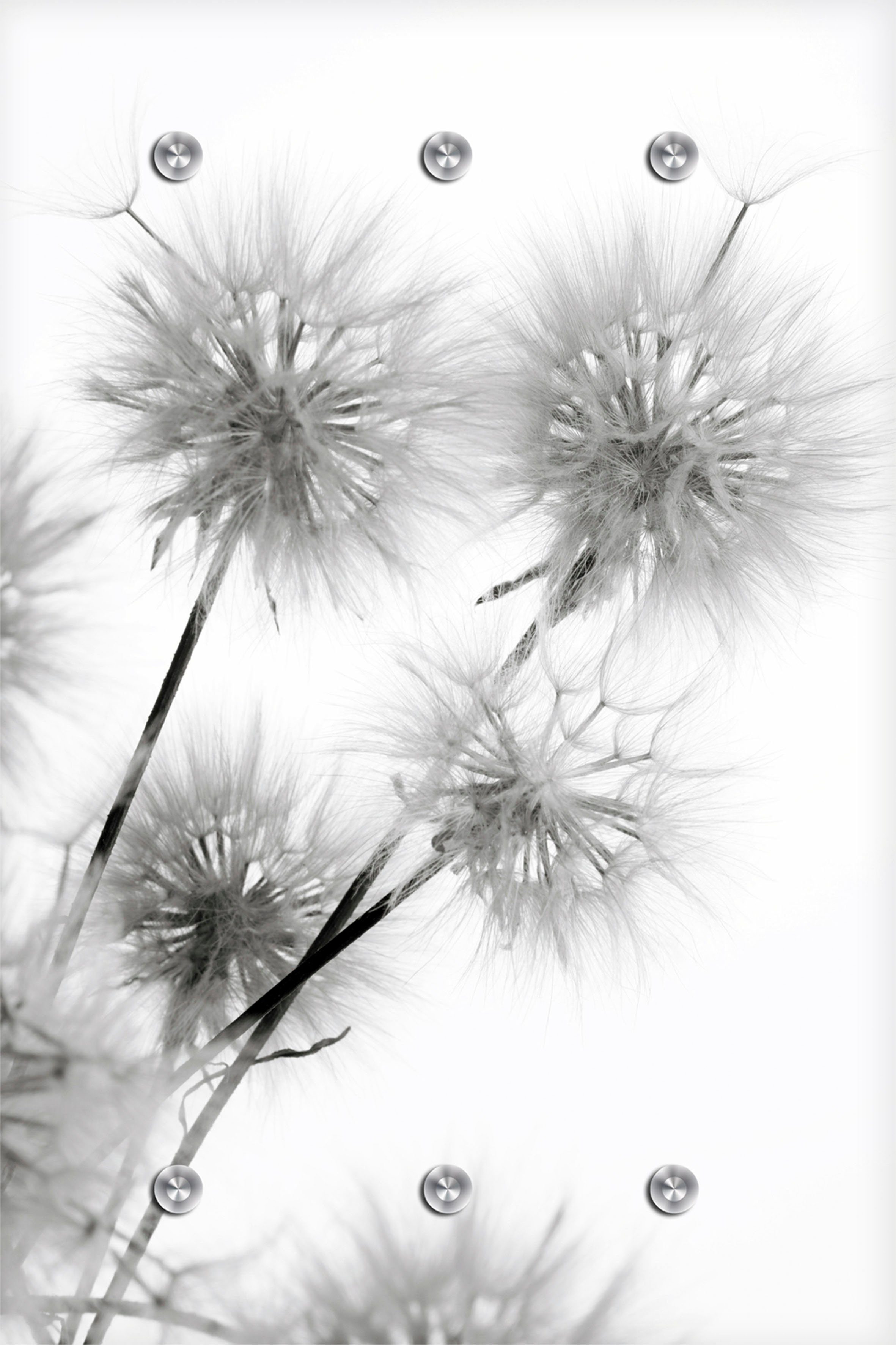 Garderobenleiste Pusteblume