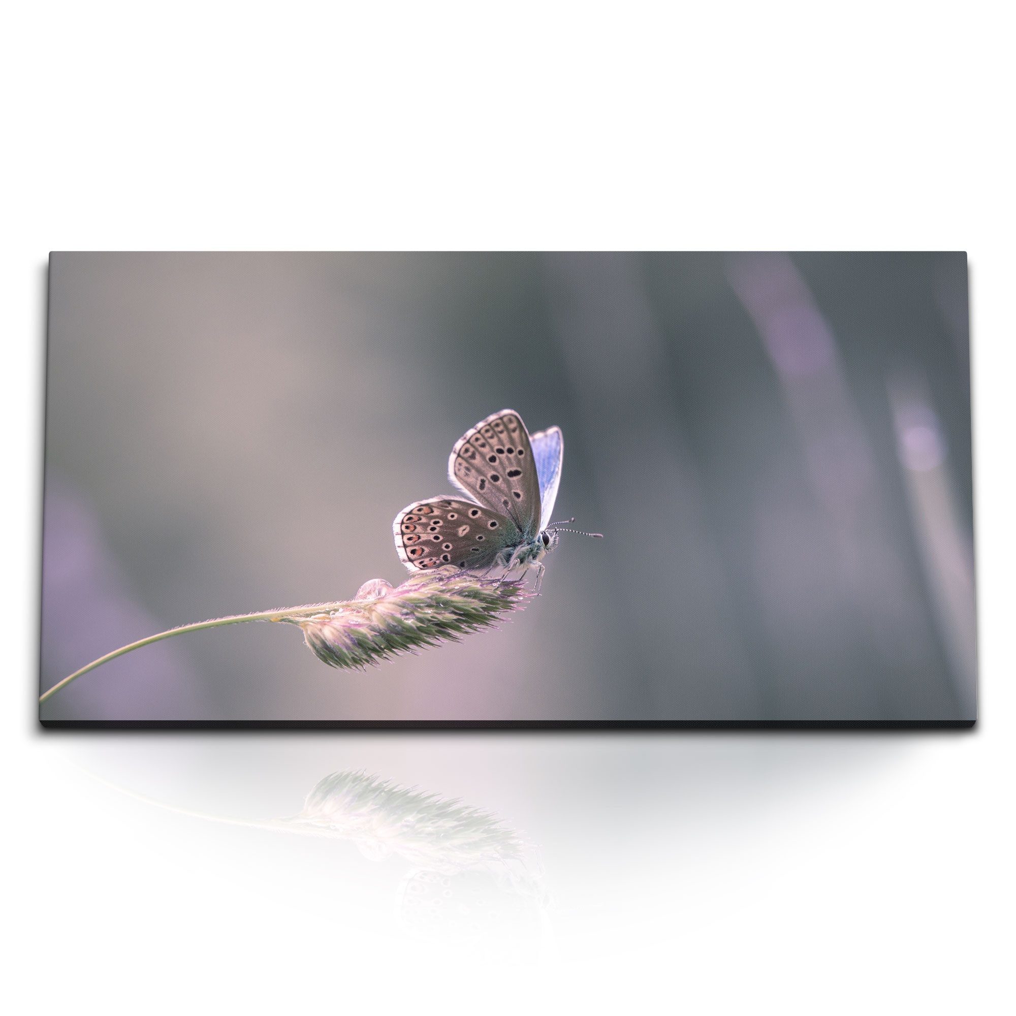 Leinwandbild Kunstdruck Bilder 120x60cm Natur Schmetterling Weizenhalm Halm Nahaufn