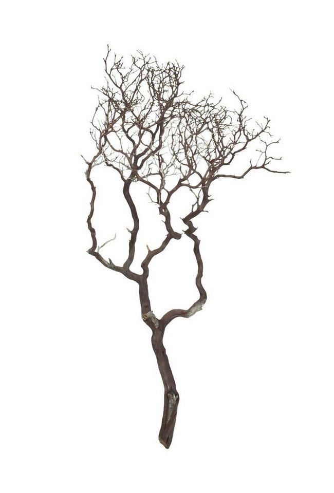 Kunstzweig Manzanita, braun, verzweigt, 150-175 cm, fleur ami, Höhe 175 cm