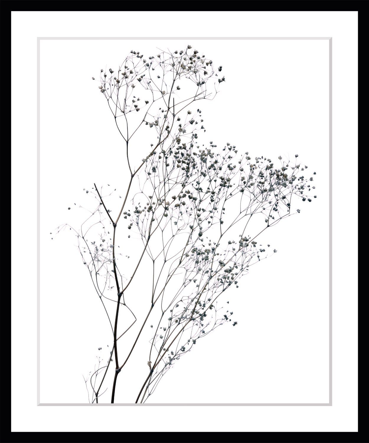 queence Bild Dana, Blumen, Pflanzen, Pflanzenbilder, günstig online kaufen