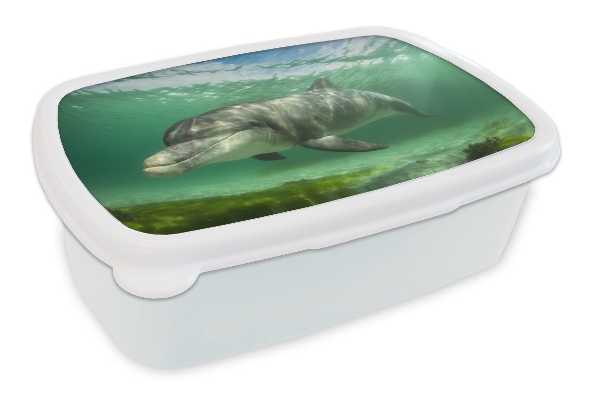 MuchoWow Lunchbox Delfin - Tiere - Wasser, Kunststoff, (2-tlg), Brotbox für Kinder und Erwachsene, Brotdose, für Jungs und Mädchen weiß