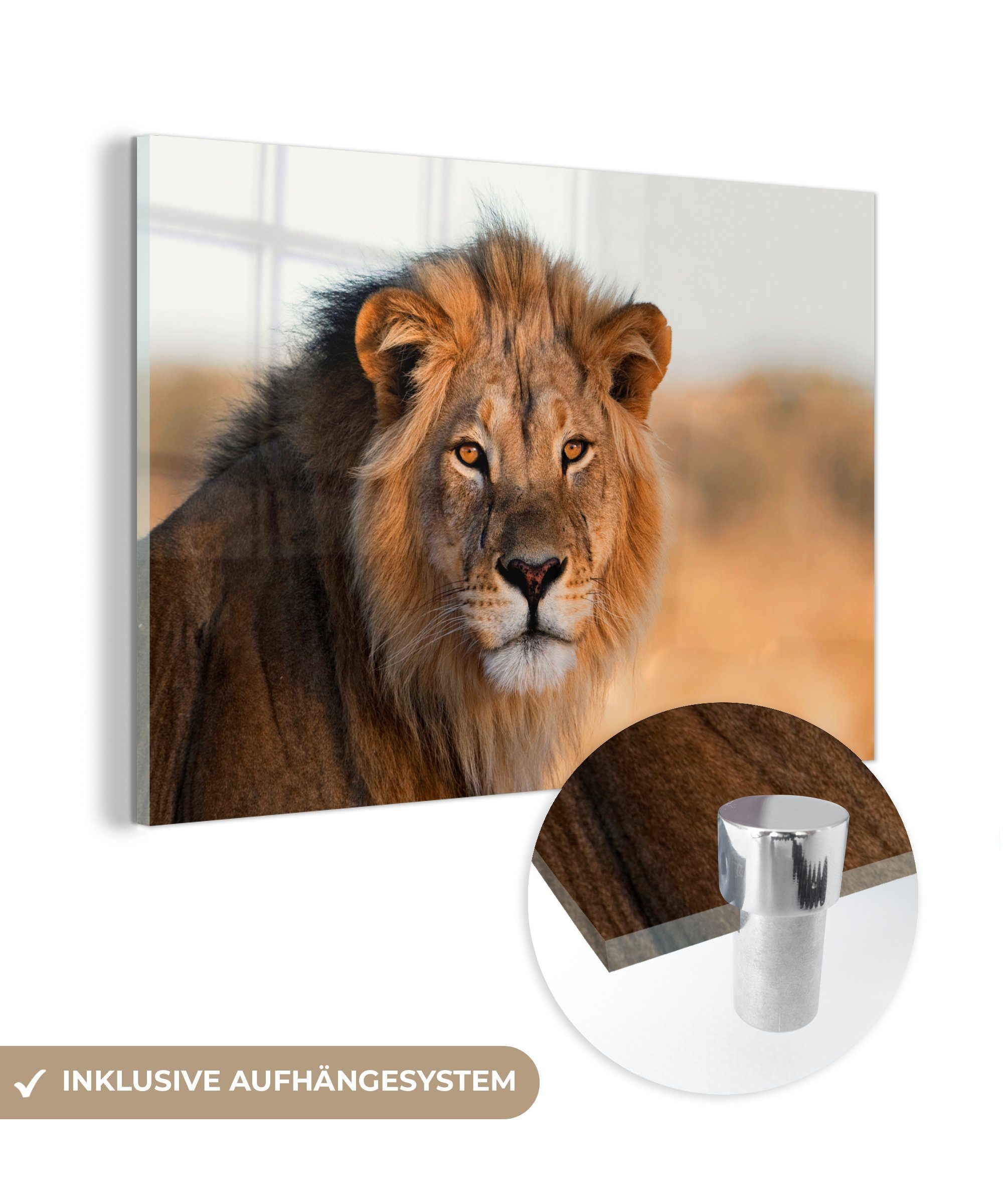 MuchoWow Acrylglasbild Löwen - Südafrika - Wild, (1 St), Glasbilder - Bilder auf Glas Wandbild - Foto auf Glas - Wanddekoration