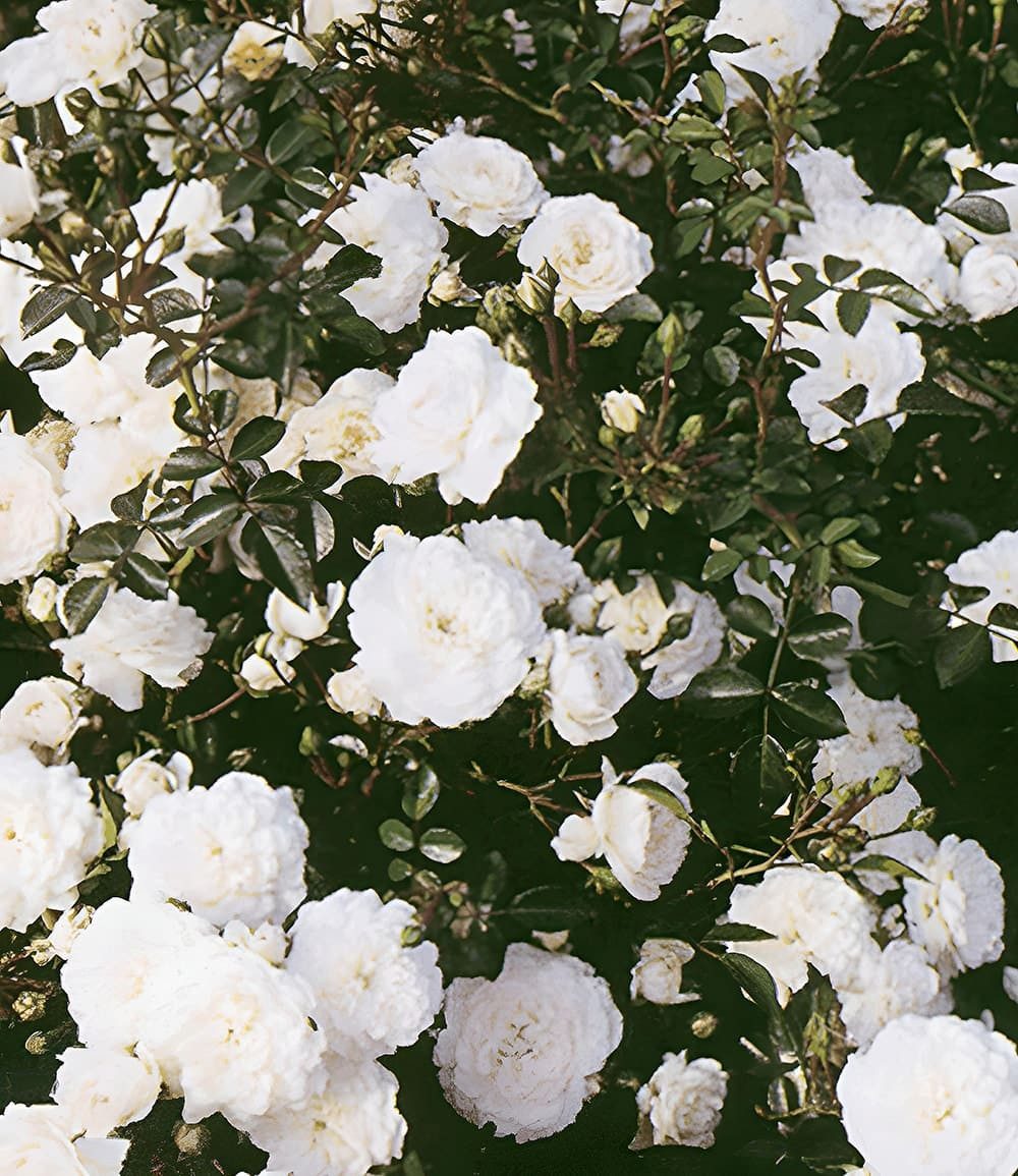 BALDUR Garten Rose Rose 'Sea Foam', 1 St., Bodendecker, winterhart, mehrjährig, reichblühend, pflegeleicht