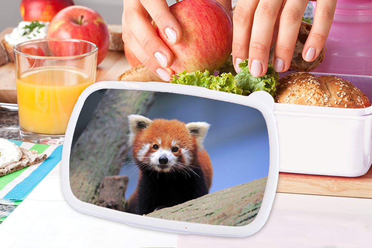 - Kunststoff, Kinder MuchoWow für und Panda Orange Brotdose, Baum, für - Erwachsene, (2-tlg), und Lunchbox weiß Roter Mädchen Jungs Brotbox