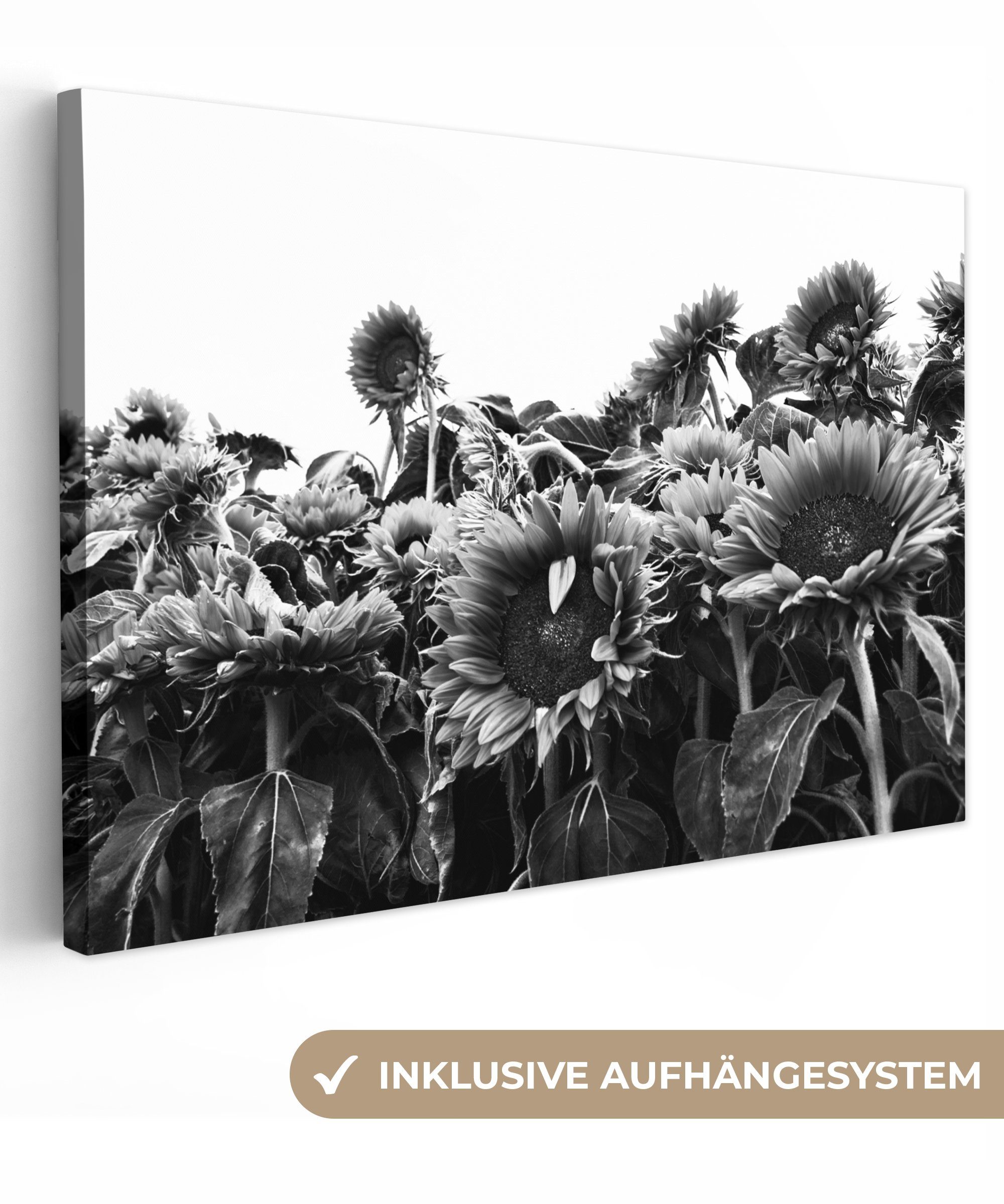 OneMillionCanvasses® Leinwandbild Sonnenblumen in Holland schwarz und weiß, (1 St), Wandbild Leinwandbilder, Aufhängefertig, Wanddeko, 30x20 cm bunt