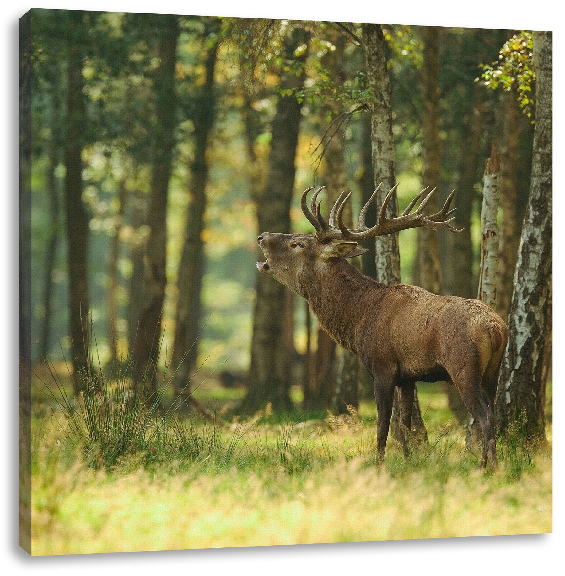 im bespannt, Leinwandbild St), im Hirsch Pixxprint Leinwandbild Wald, Hirsch fertig inkl. Zackenaufhänger Wald (1