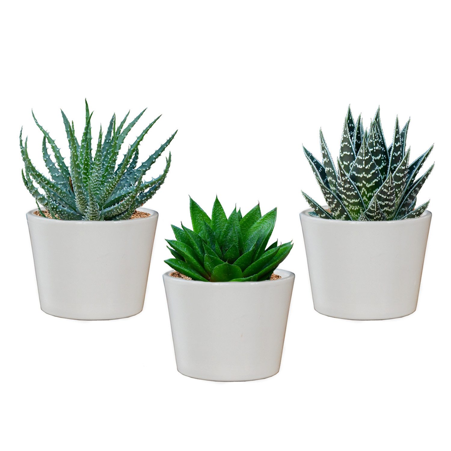 Green Me Up Sukkulente Babypflanzen Trio Aloe Vera mit Keramikübertöpfen Set