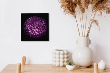 OneMillionCanvasses® Leinwandbild Die Blätter einer lila Blume auf schwarzem Hintergrund, (1 St), Leinwand Bilder für Wohnzimmer Schlafzimmer