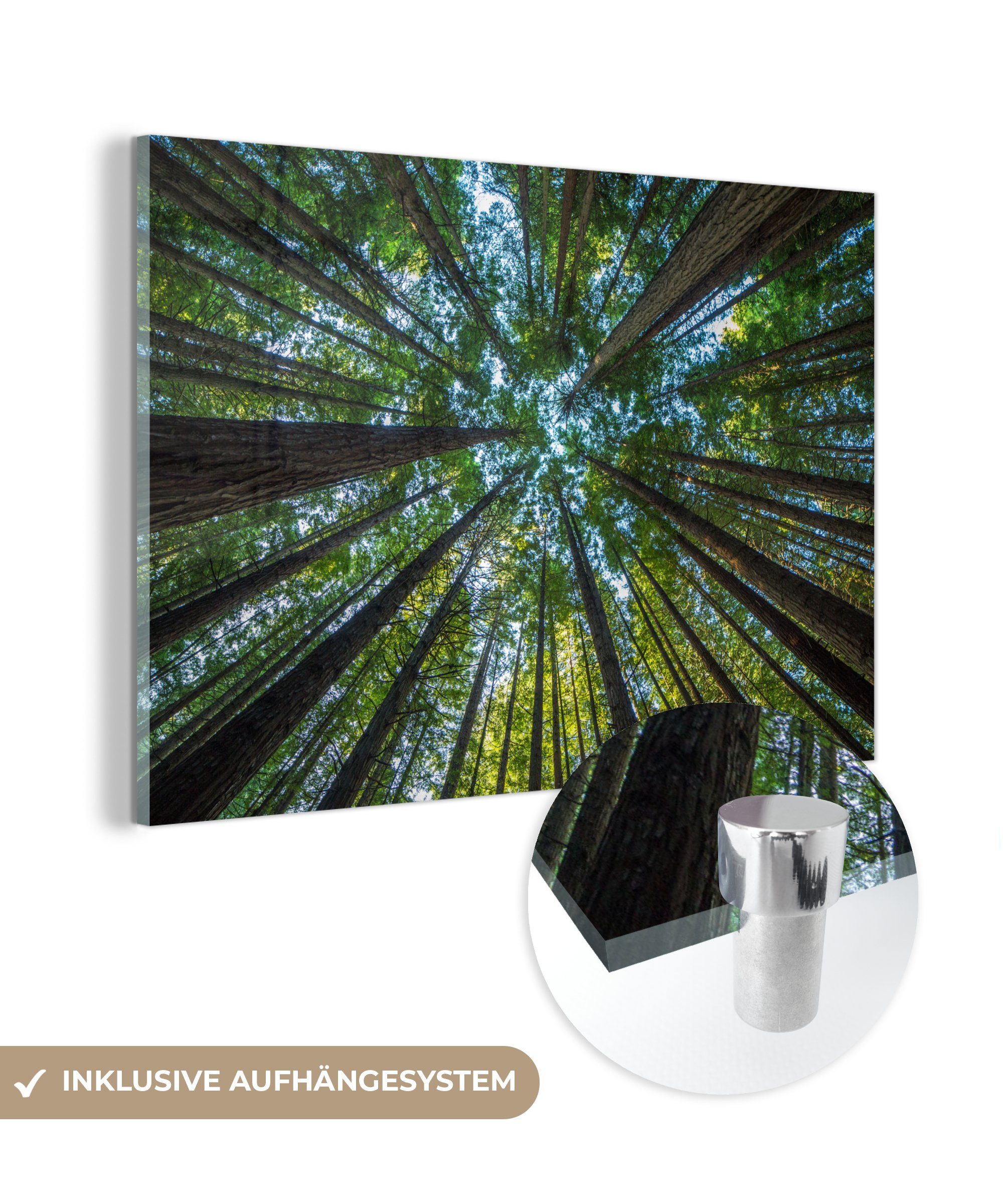 MuchoWow Acrylglasbild Wald - Laub - Bäume, (1 St), Acrylglasbilder Wohnzimmer & Schlafzimmer