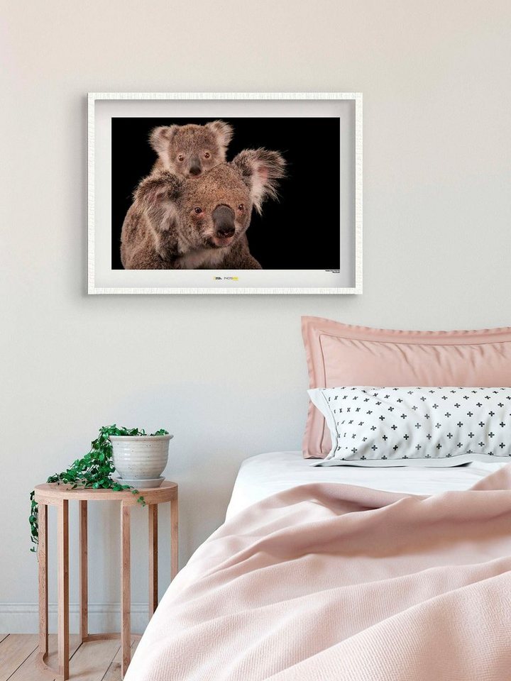 Komar Poster »Koala Bear«, Tiere, Höhe: 40cm-HomeTrends