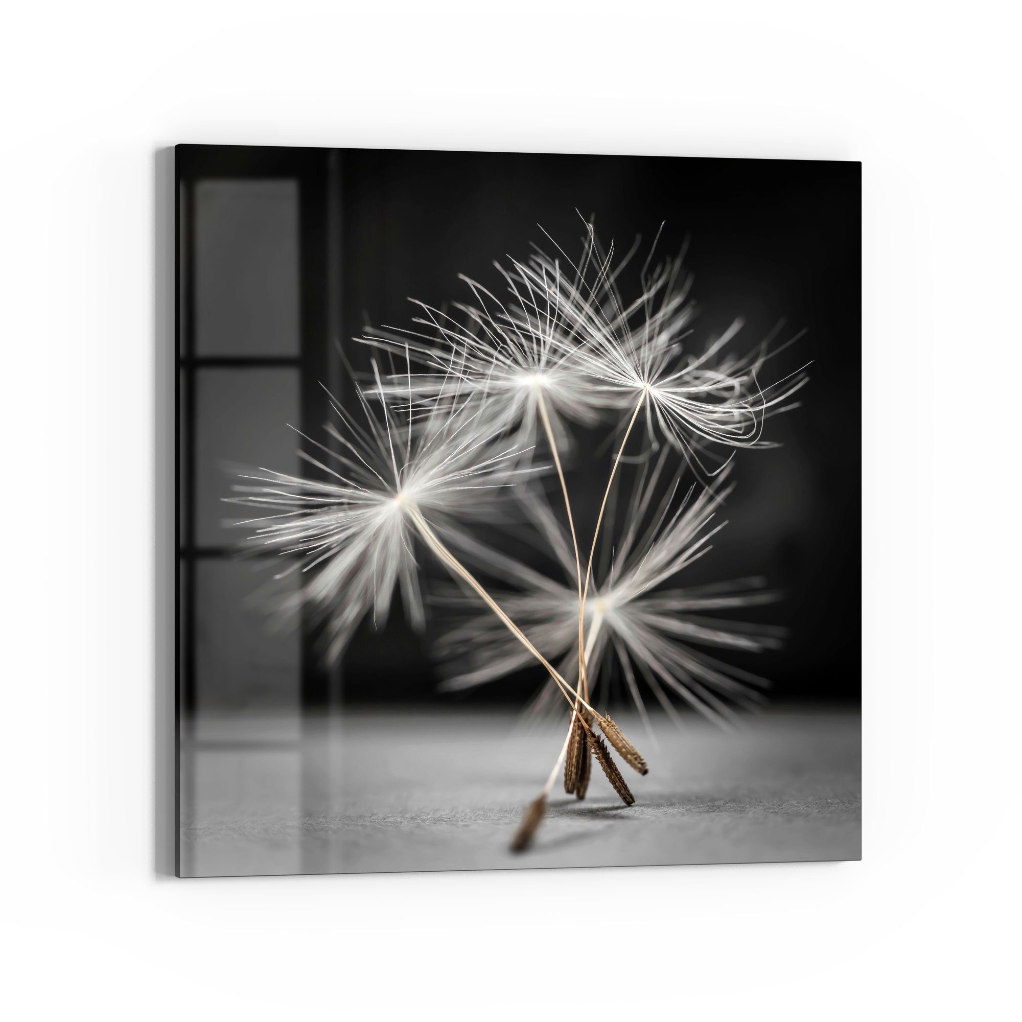 DEQORI Glasbild 'Samen der Pusteblume', 'Samen günstig online kaufen