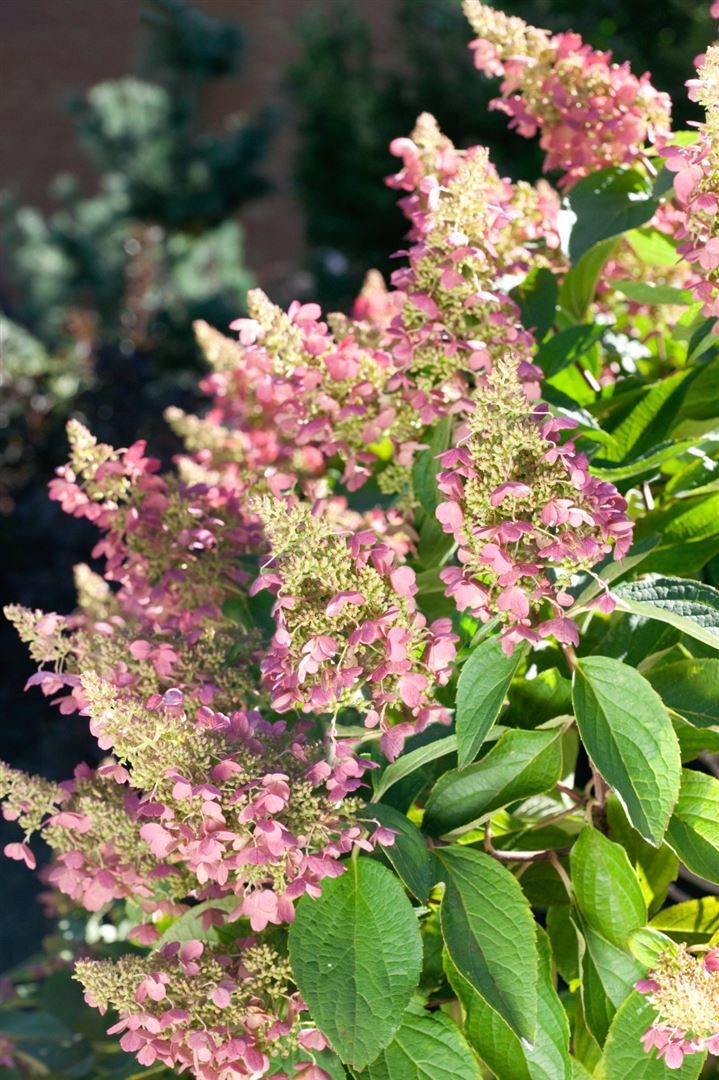 Pflanzen für Dich Gehölze Hydrangea pan. Magical Candle, 1 St., Rispenhortensie