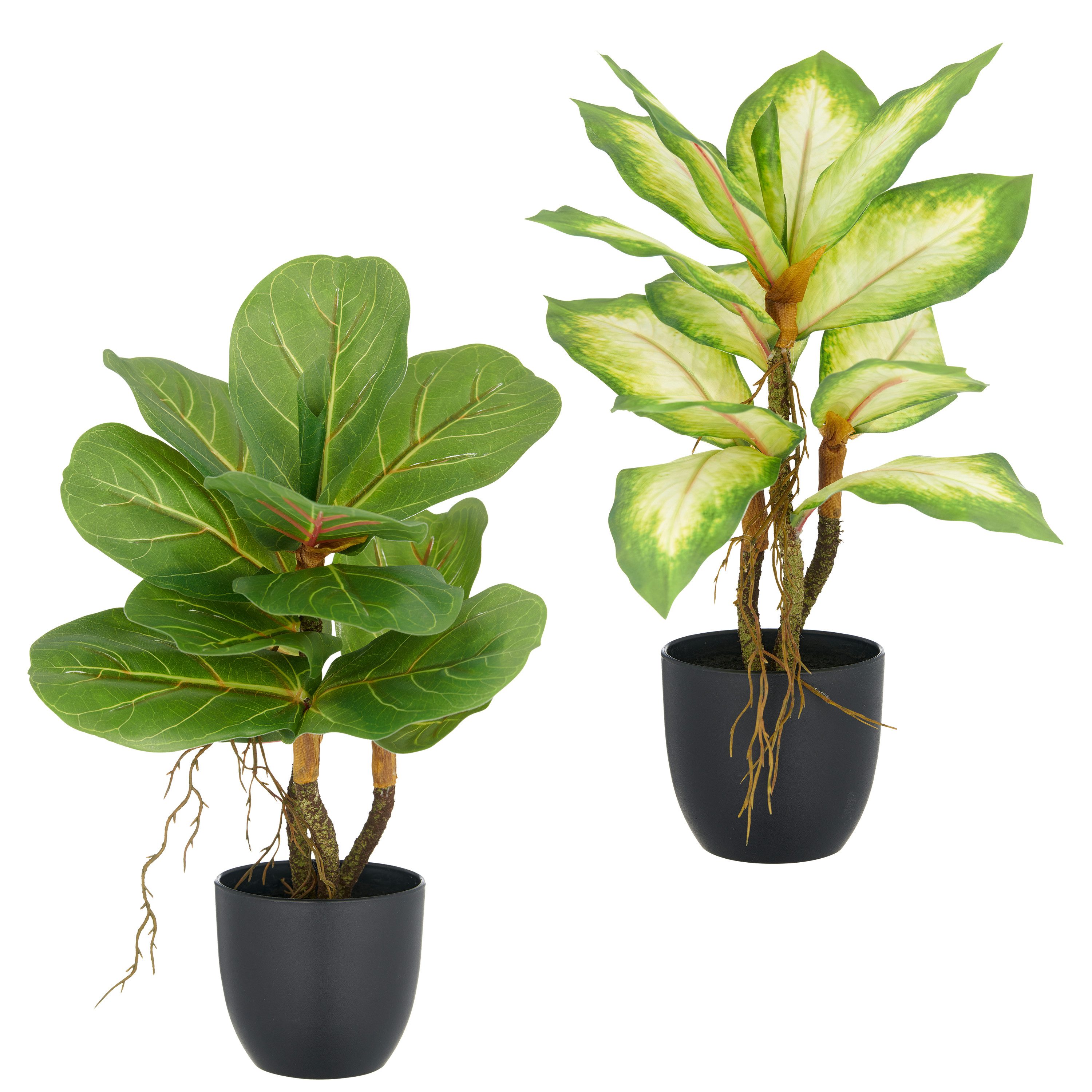 Kunstpflanze Ficus und Dieffenbachia, Creativ green, Höhe 34 cm, mit Luftwurzeln