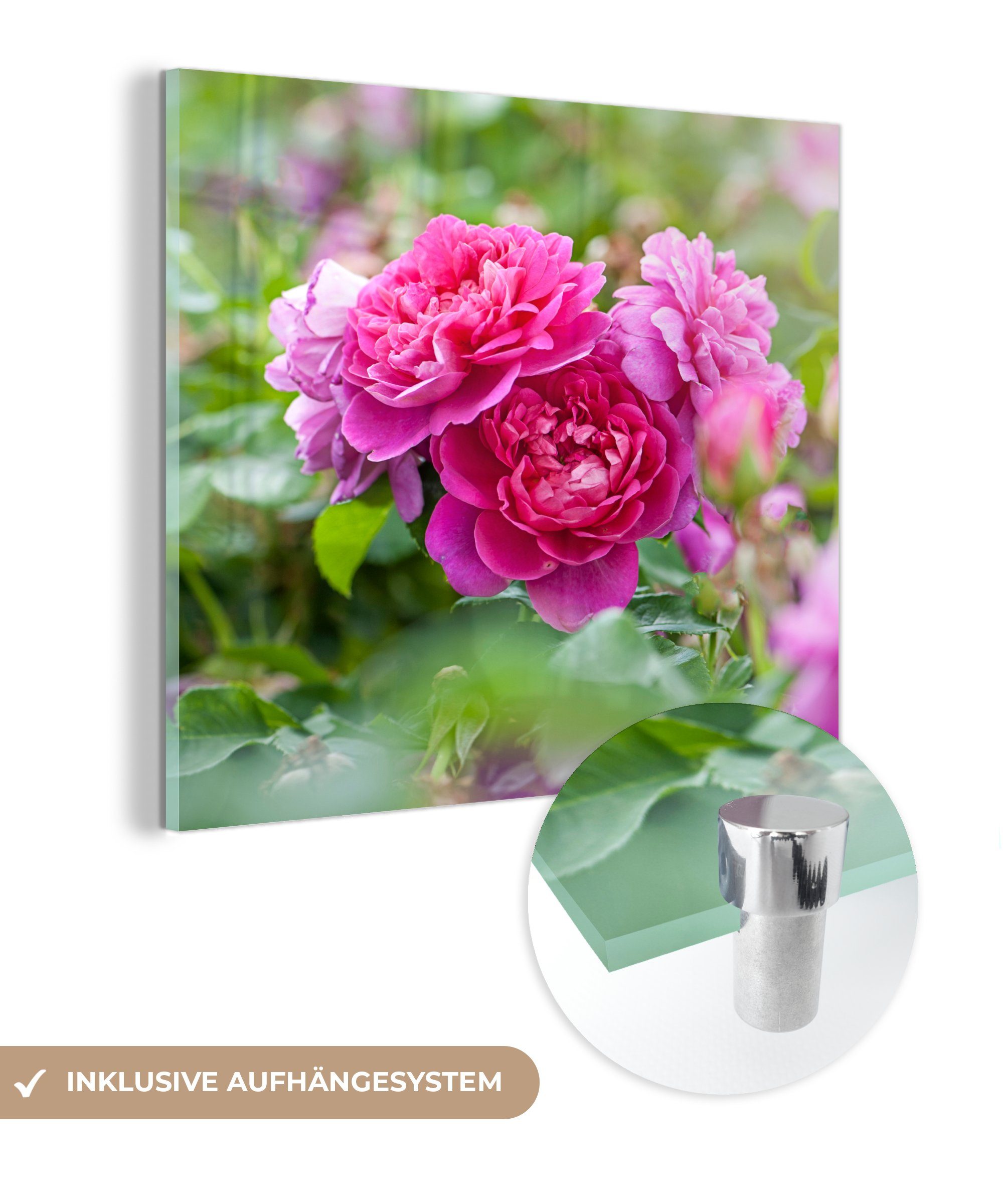 Foto Rosa Acrylglasbild wachsen - dem Bilder - Wanddekoration Rosen auf - Lande, Glasbilder St), Wandbild MuchoWow auf Glas Glas (1 auf