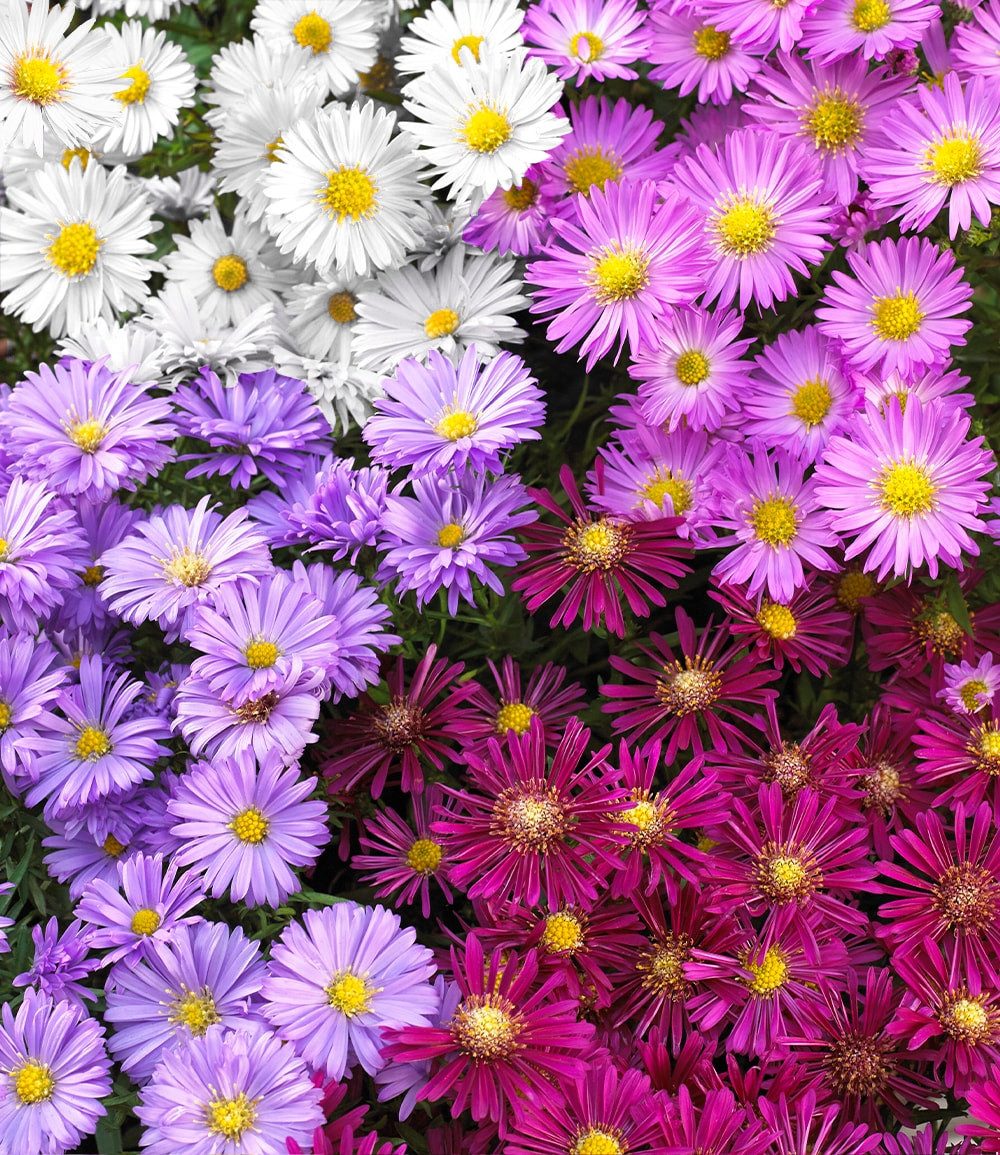BALDUR Garten Bodendecker Beet-Astern 'Meerblick', 4 St., Schmetterlingsfeundlich, winterhart, mehrjährig