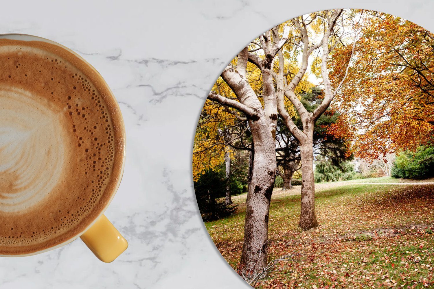 - Korkuntersetzer, Herbst Zubehör Laub Becher Natur, Bäume Tasse, Tassenuntersetzer, Gläser, 6-tlg., Getränkeuntersetzer, für Glasuntersetzer - - MuchoWow