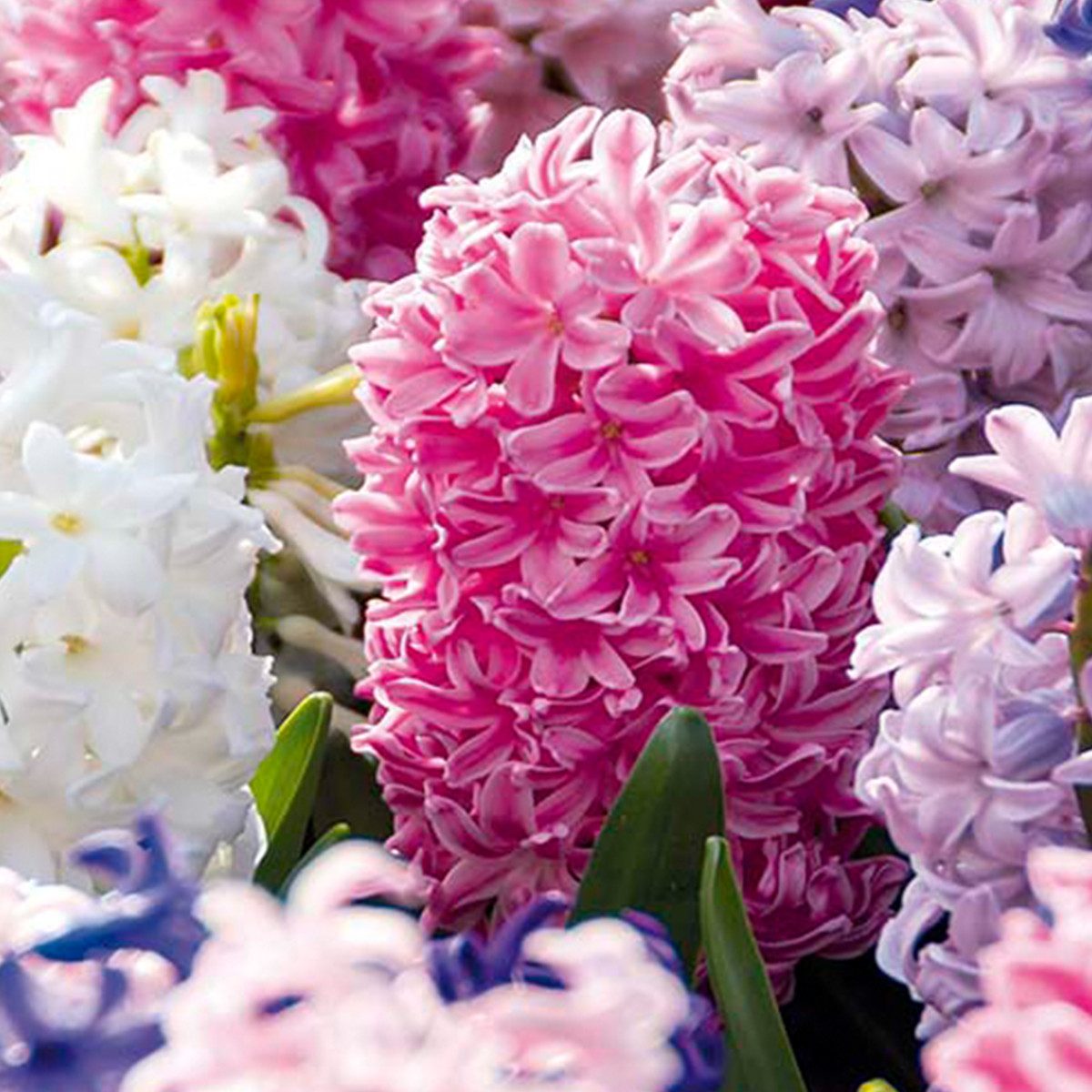 Bloomique Blumenzwiebeln Bloomique - 10er-Mix - Hyacinthus - Hyazinthe - Farbmischung - Blumenz, (10-St)