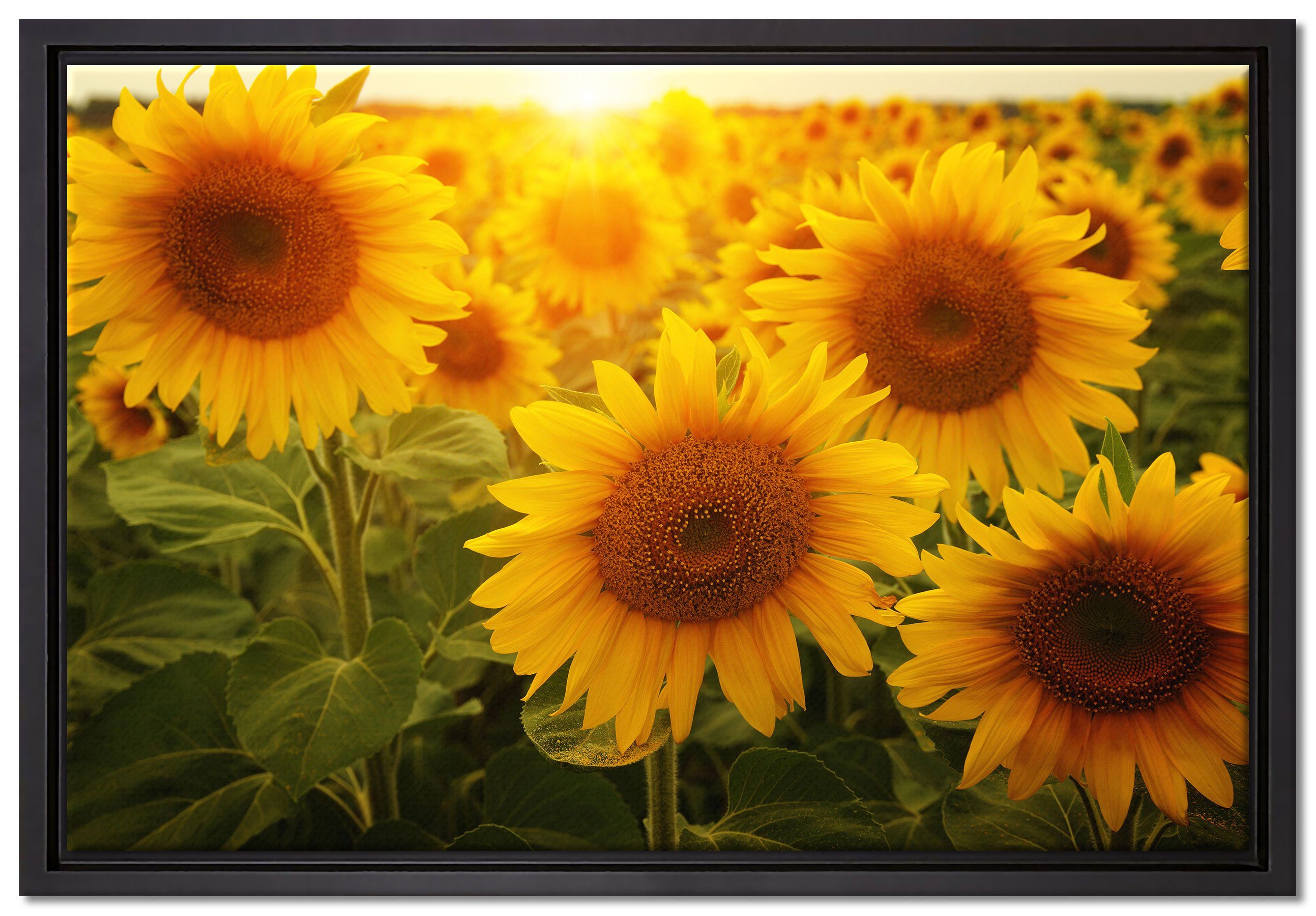 Pixxprint Leinwandbild Sonnenblumen auf dem Feld, Wanddekoration (1 St), Leinwandbild fertig bespannt, in einem Schattenfugen-Bilderrahmen gefasst, inkl. Zackenaufhänger